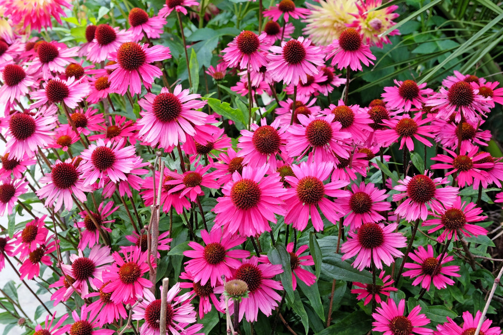 25 BRIGHT STAR CONEFLOWER Echinacea Purpurea Lavender Bright Rose Pink Flower Seeds
