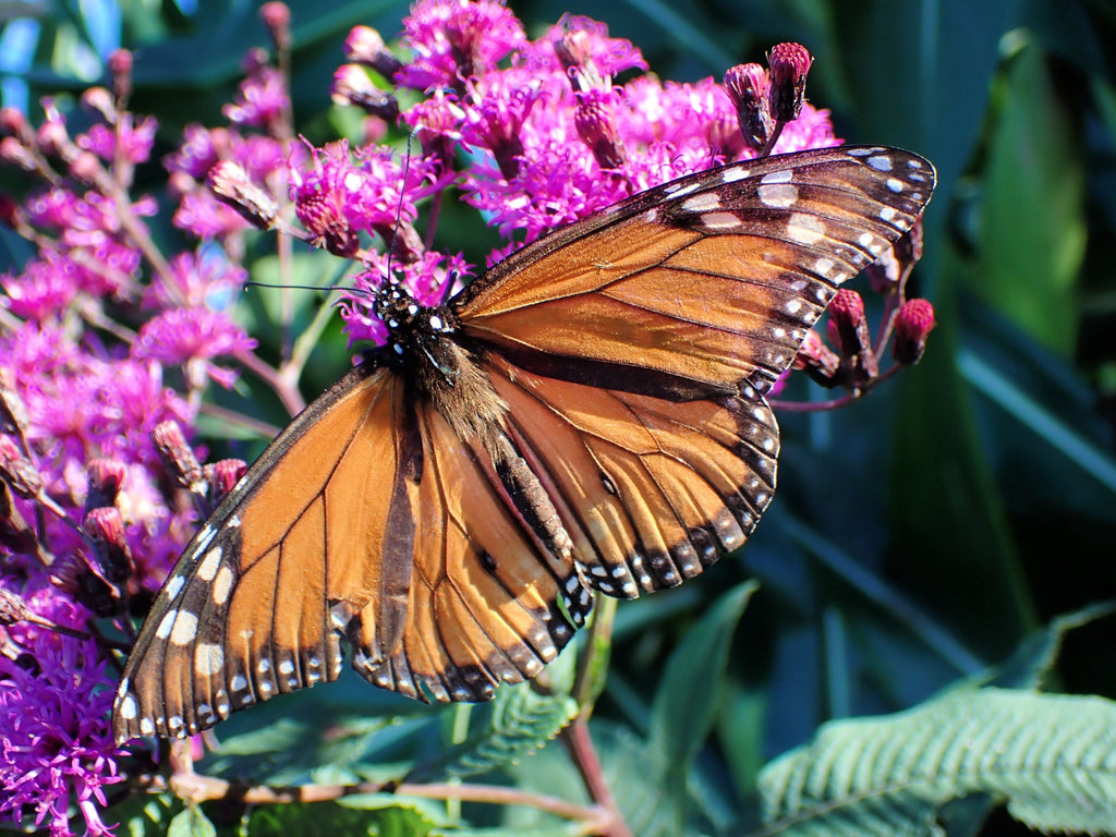 100 MISSOURI IRONWEED Monarch Flower Native Purple Vernonia Missurica Seeds