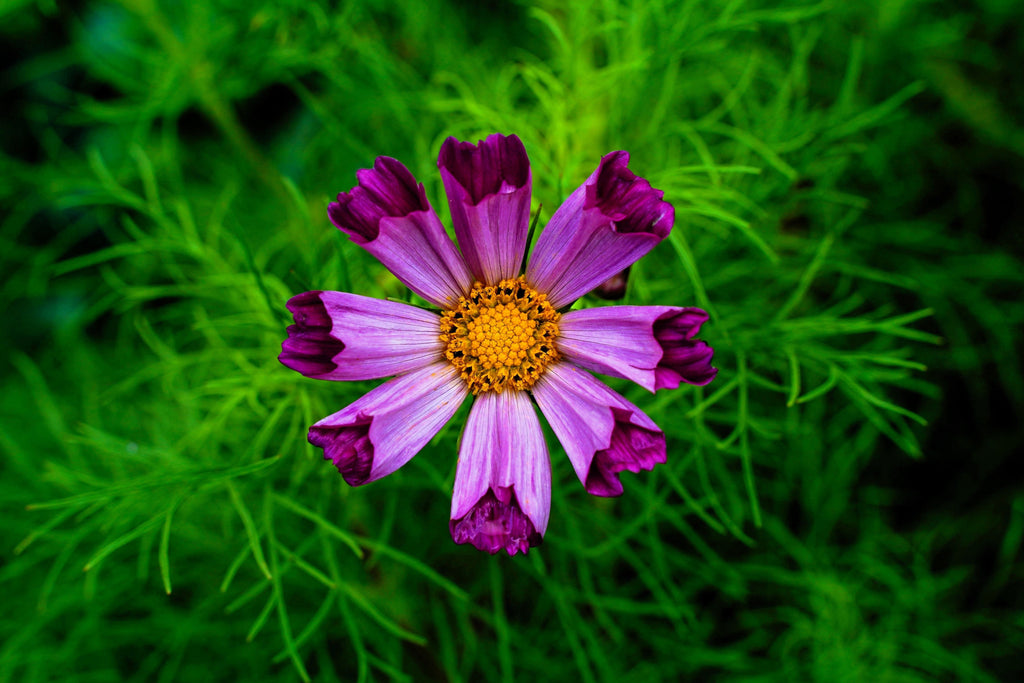 200 COSMOS SEA SHELLS Cosmos Bipinnatus Seashells Flower Seeds