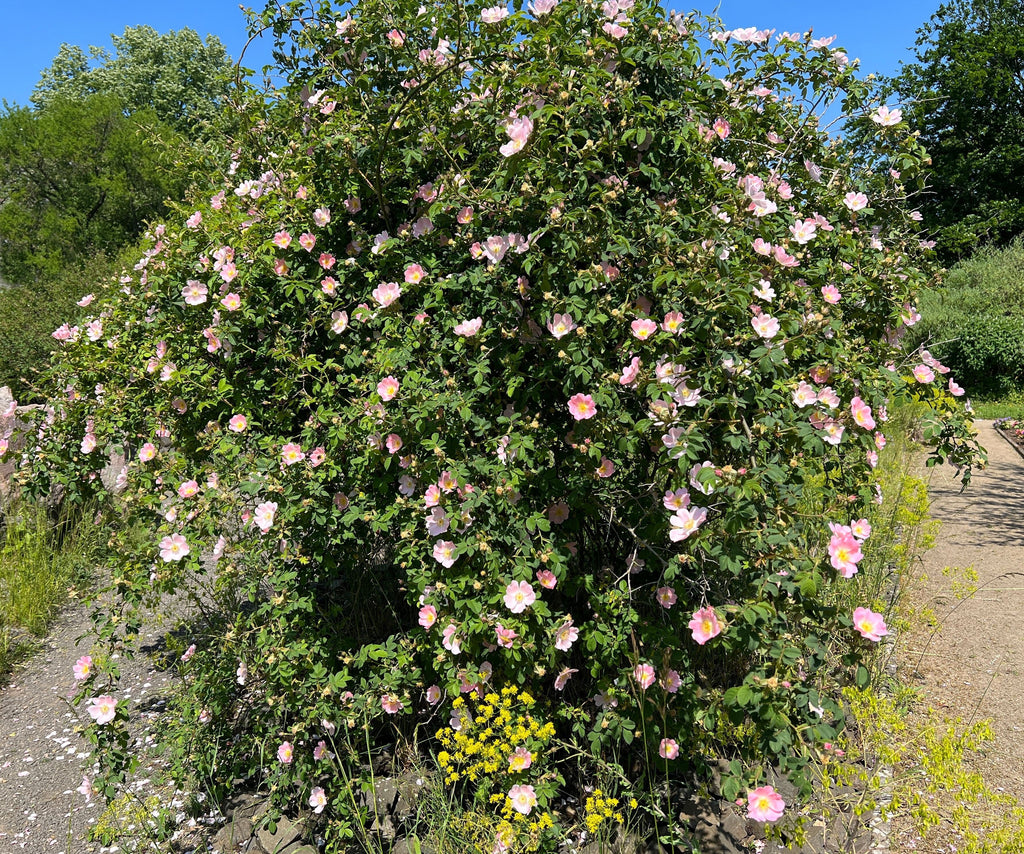 50 Thornless Pink DOG BRIER ROSE Bush Rosa Canina Inermis Victory Garden Fragrant Flower Seeds