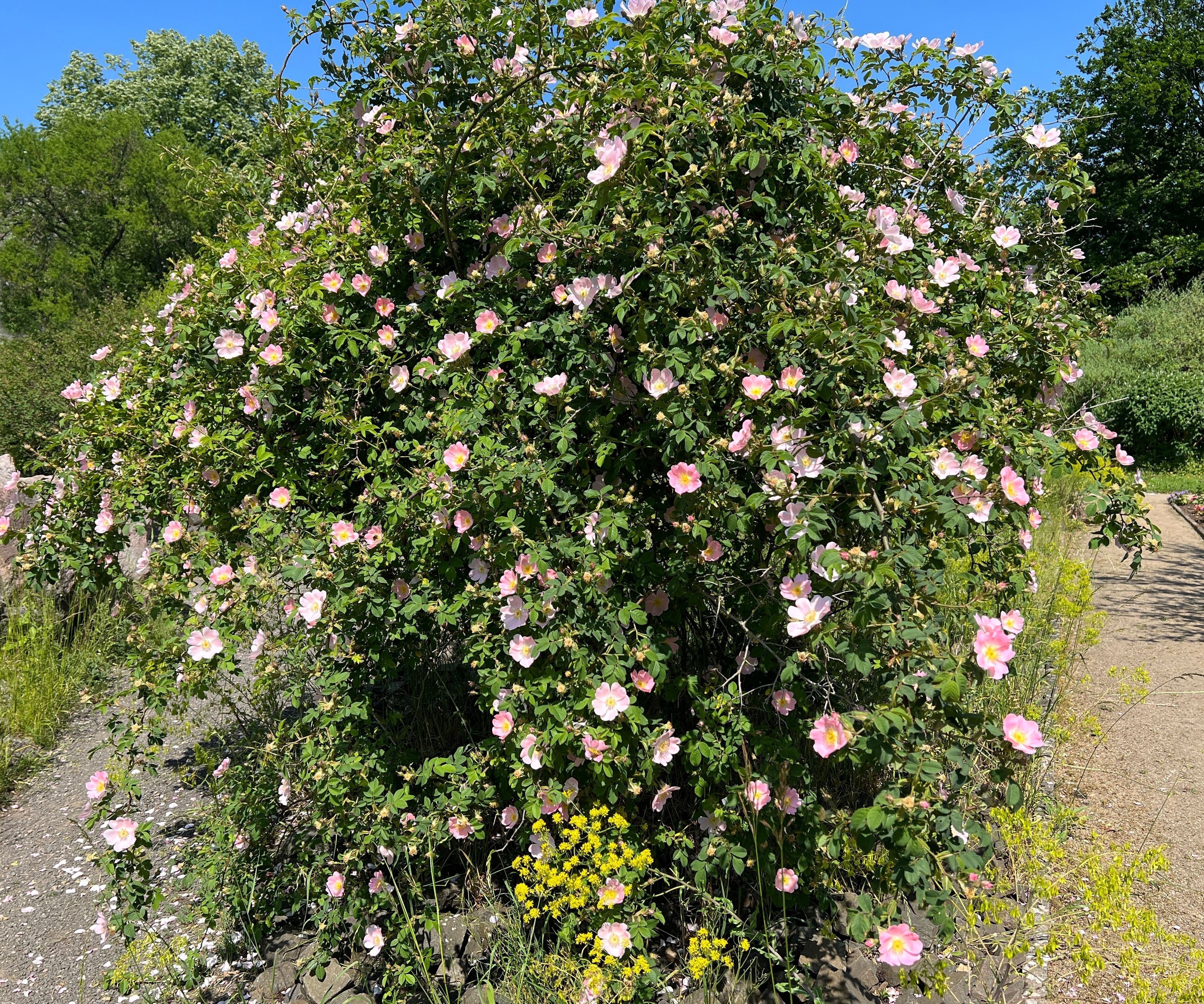 50 Thornless Pink DOG BRIER ROSE Bush Rosa Canina Inermis Victory Garden Fragrant Flower Seeds