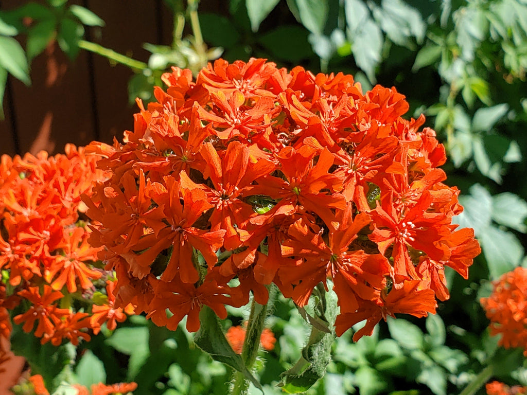 300 MALTESE CROSS Jerusalem Cross Lychnis Chalcedonica Campion Silene Flower Seeds