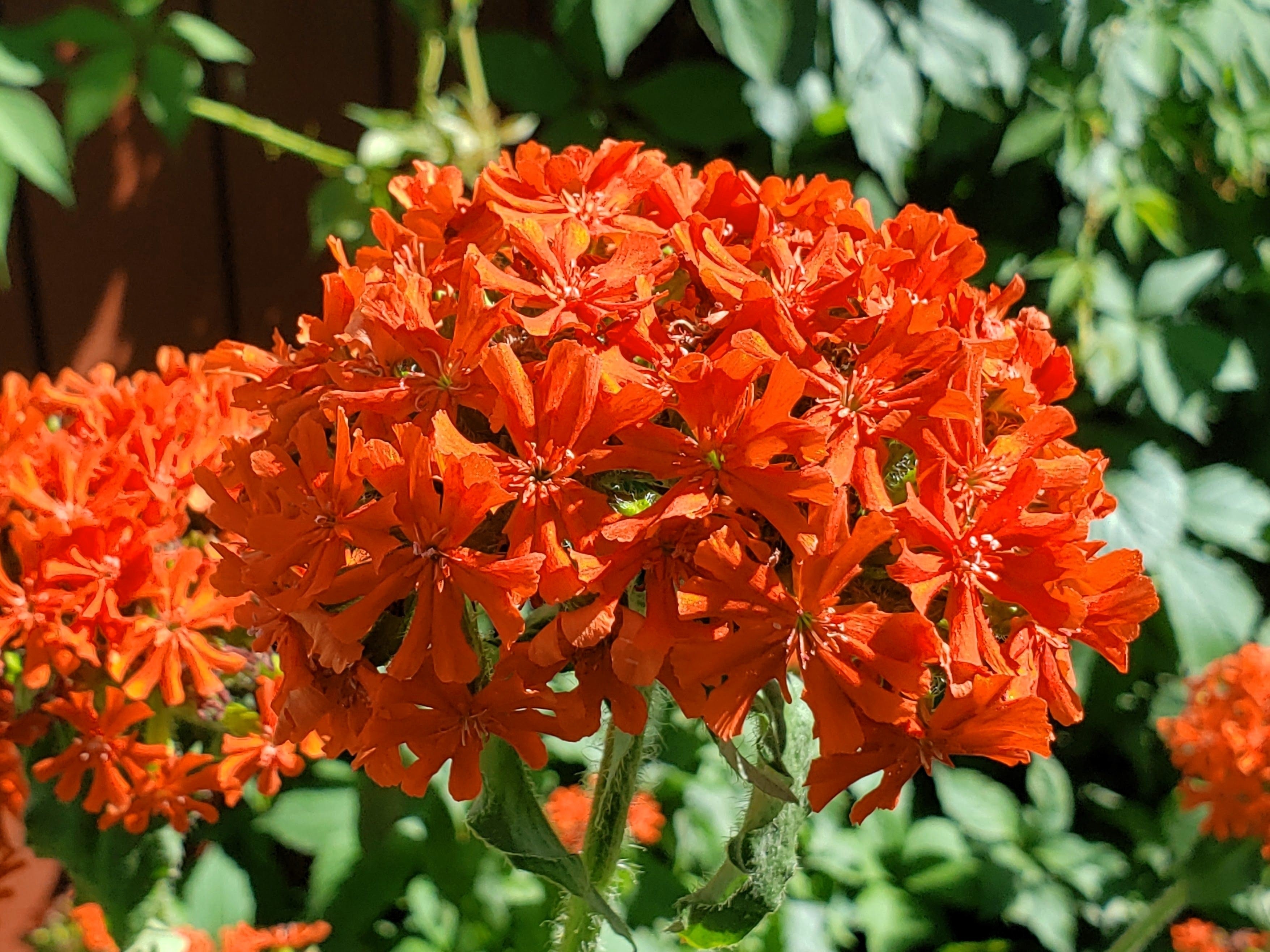 300 MALTESE CROSS Jerusalem Cross Lychnis Chalcedonica Campion Silene Flower Seeds