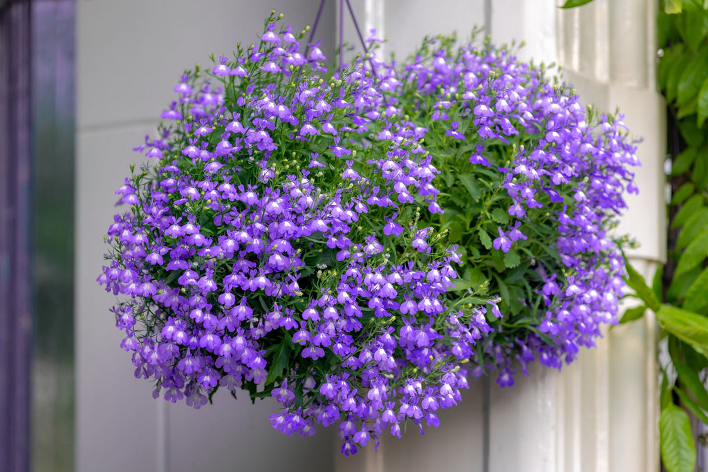 200 LILAC Purple LOBELIA REGATTA Lobelia Erinus Flower Seeds