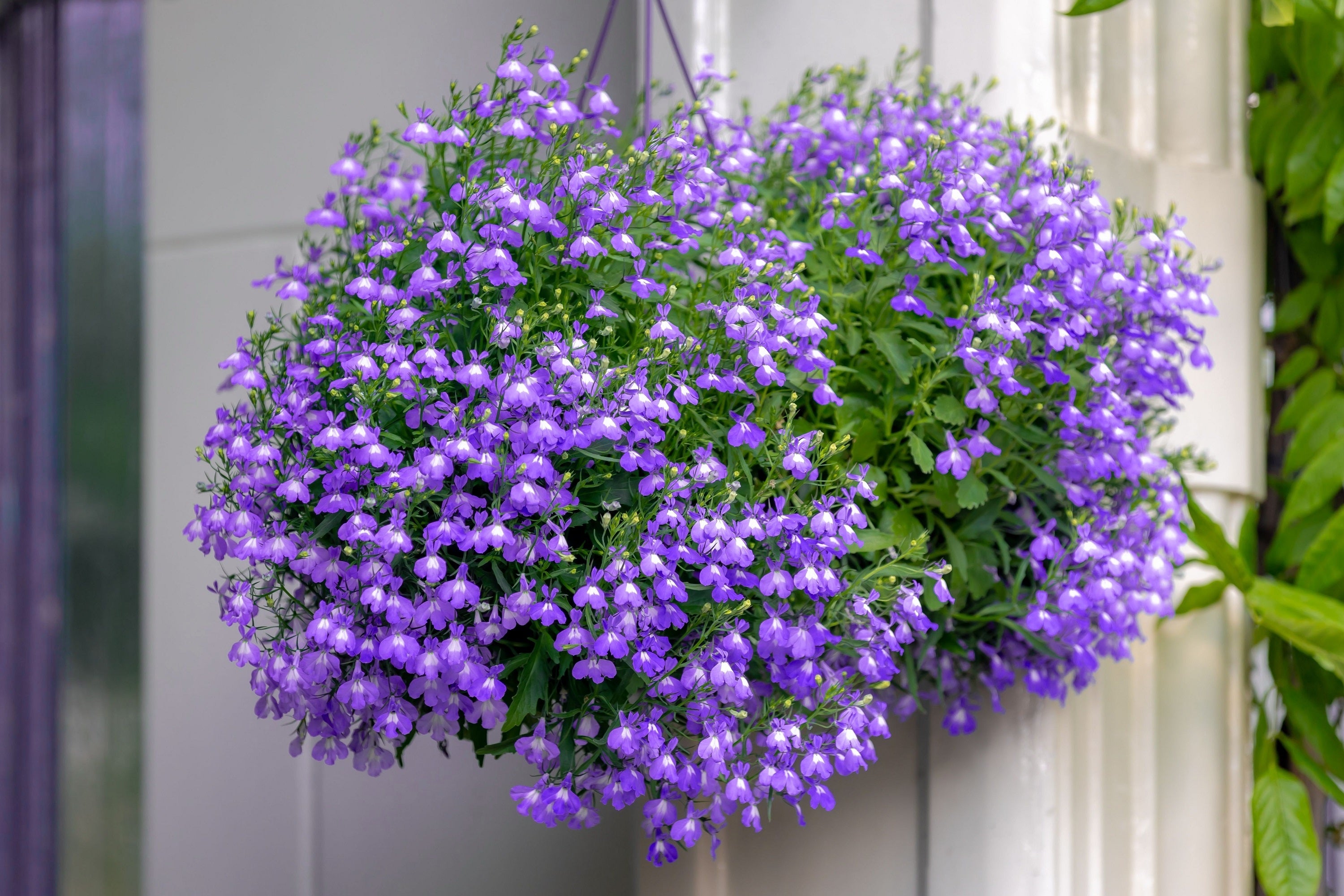 200 LILAC Purple LOBELIA REGATTA Lobelia Erinus Flower Seeds