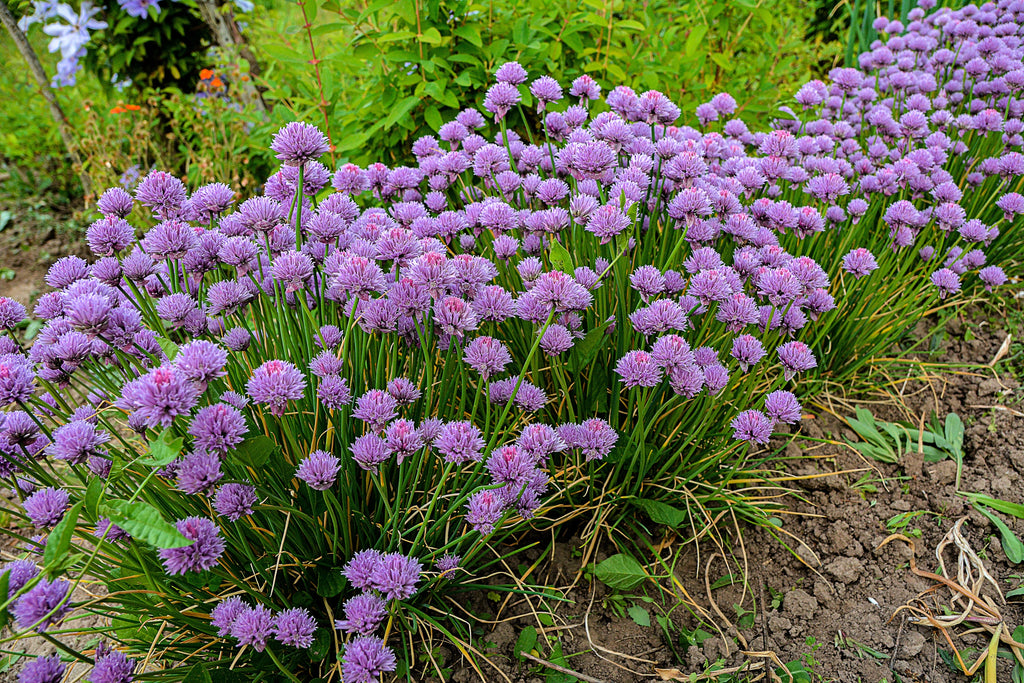500 CHIVE Allium Schoenoprasum Purple Flowering Vegetable Herb Seeds