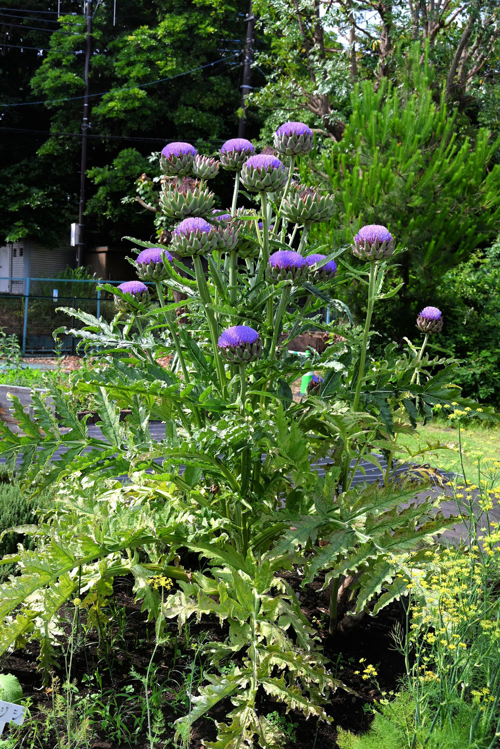 50 PURPLE ROMAGNA ARTICHOKE Italian Cynara Scolymus Flower Vegetable Seeds