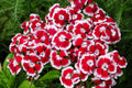 50 HOLBORN GLORY DIANTHUS Barbatus Red & White Sweet William Flower Seeds