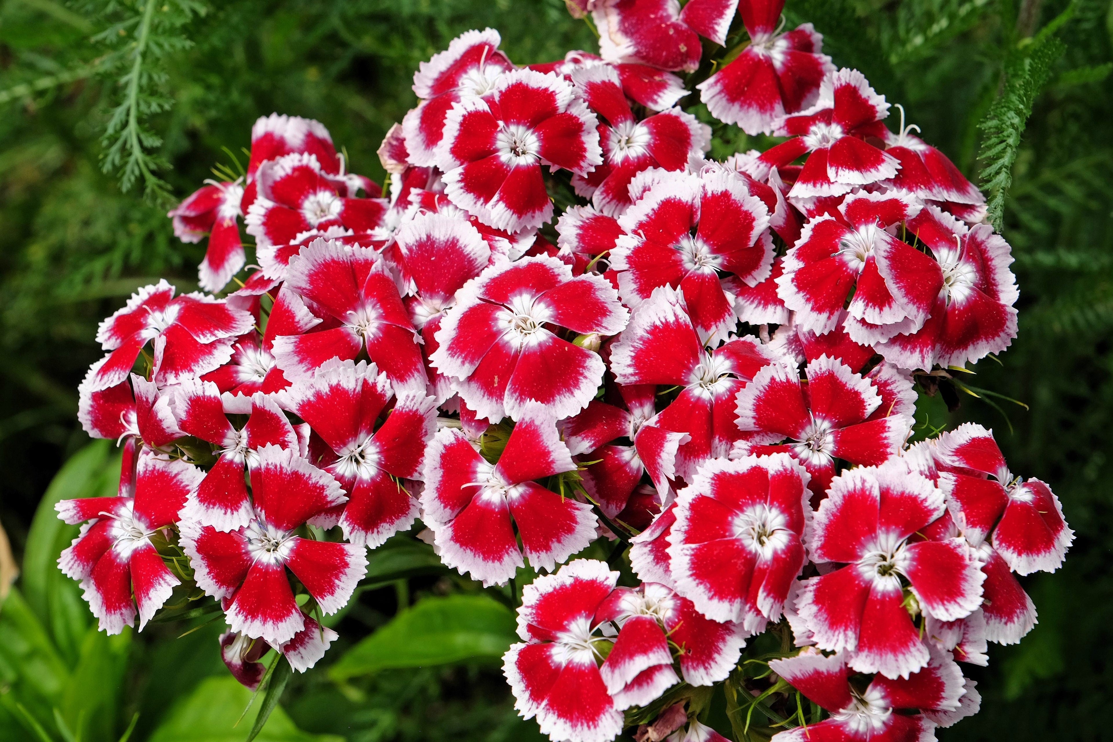 50 HOLBORN GLORY DIANTHUS Barbatus Red & White Sweet William Flower Seeds