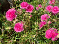 100 Pink PORTULACA Grandiflora / MOSS ROSE Flower Seeds