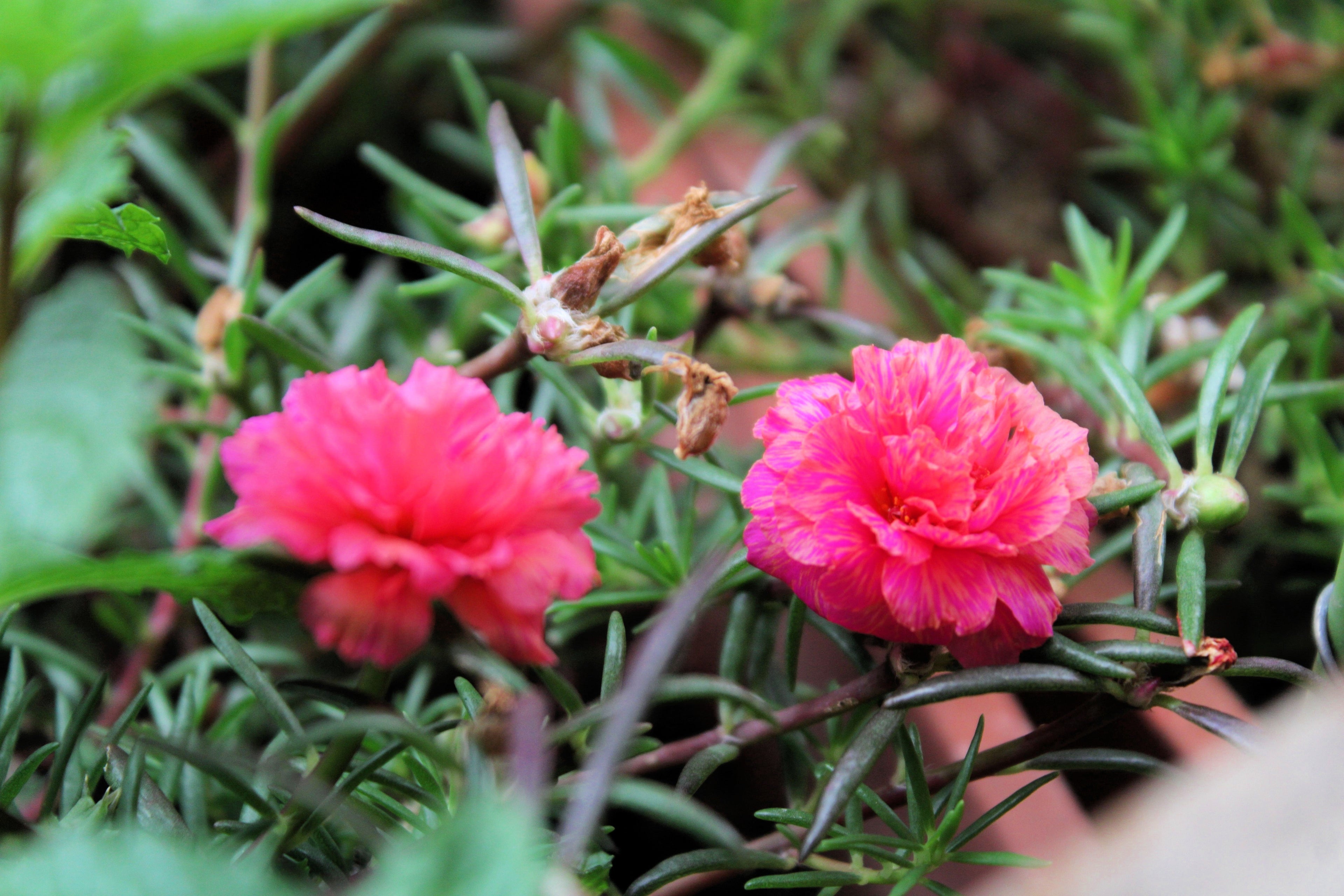 100 Pink PORTULACA Grandiflora / MOSS ROSE Flower Seeds