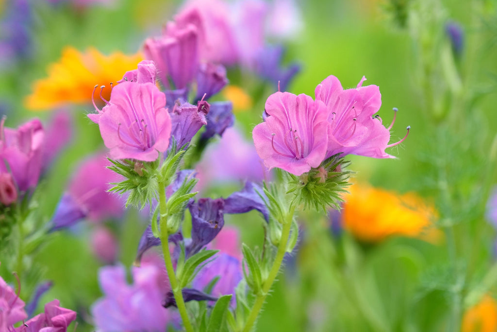 25 ROSE VIPER'S BUGLOSS Pink Echium Plantagineum Rose Bedder Flower Seeds