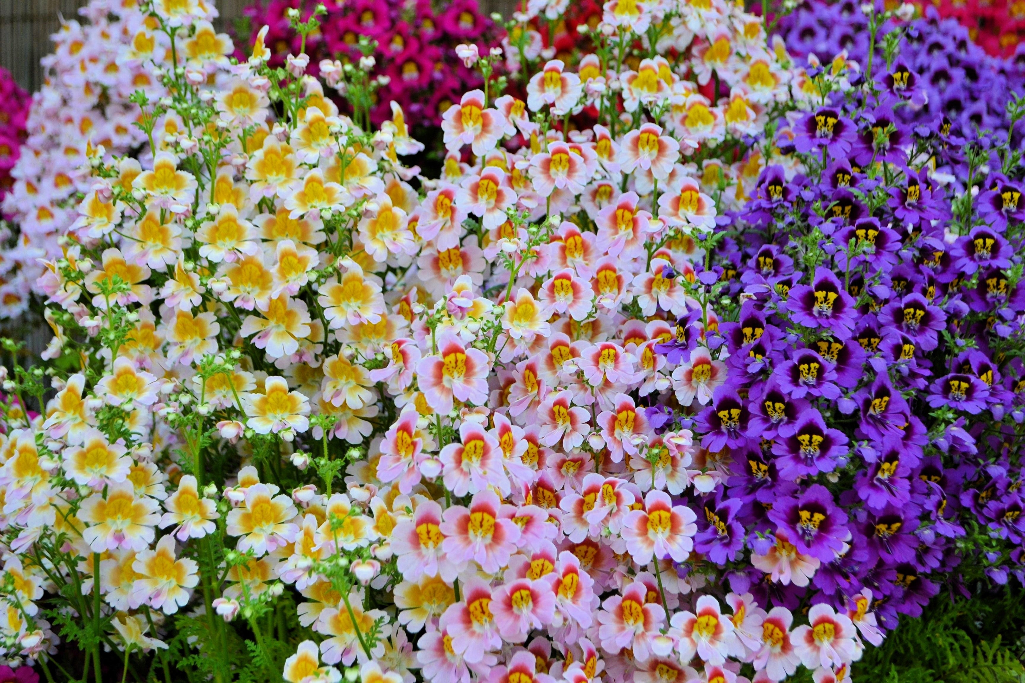 200 Mixed Colors BUTTERFLY ORCHID (Poor Mans Orchid / Angel Wings) Schizanthus Wisetonensis Flower Seeds