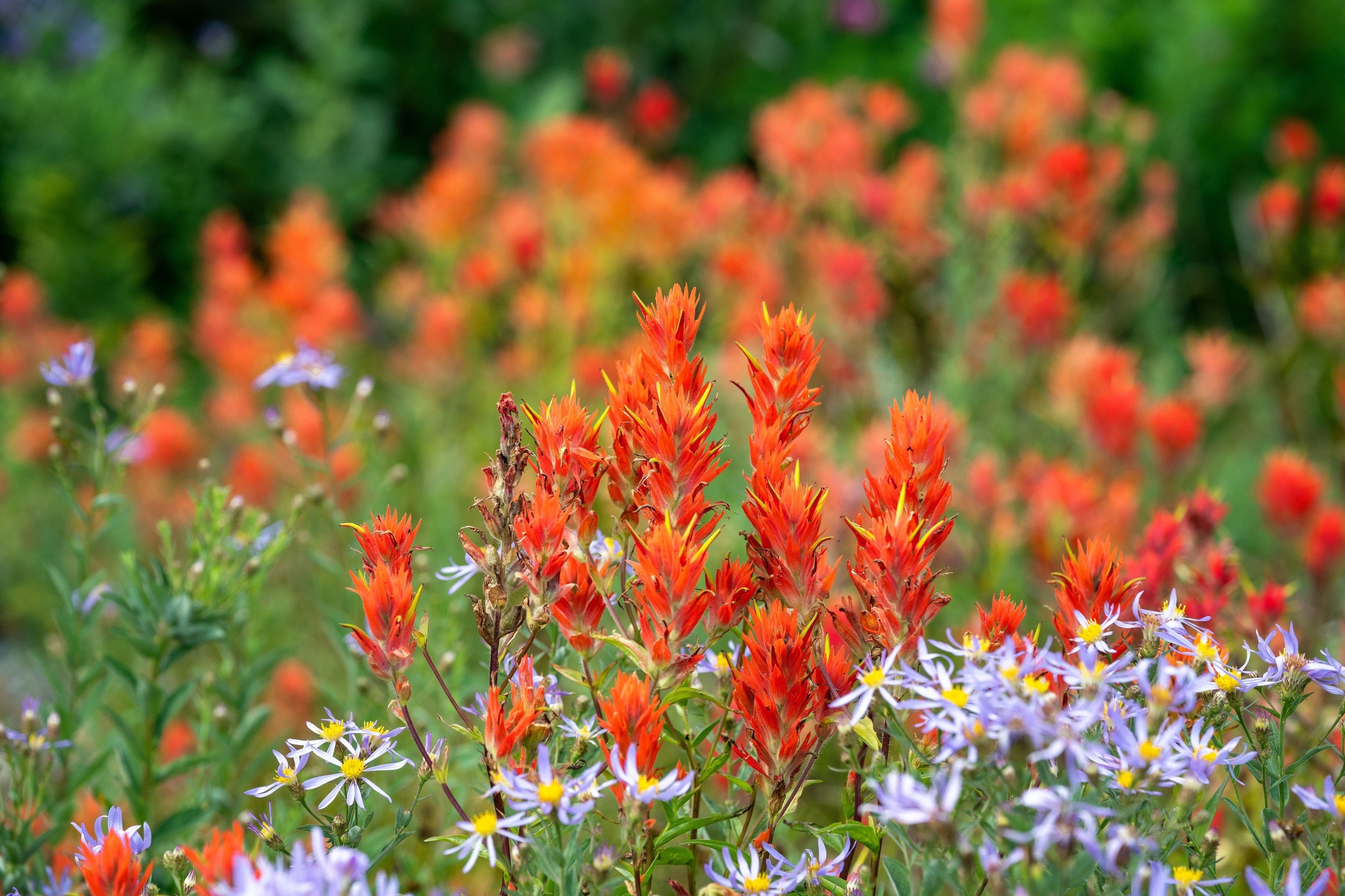 50 Red INDIAN PAINTBRUSH Castilleja Indivisa Flower Seeds