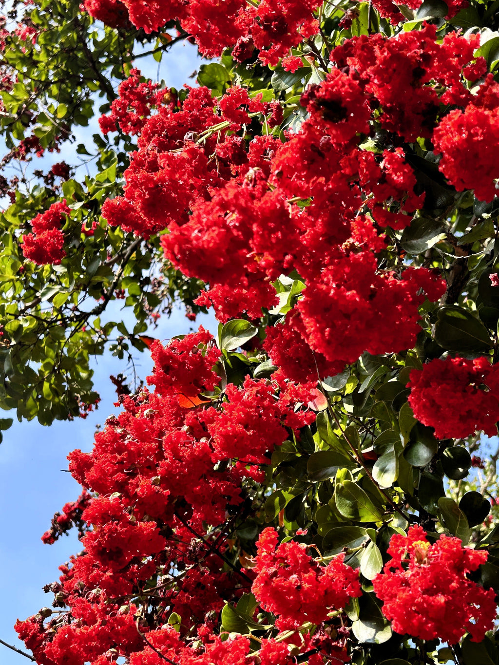 50 MIXED CREPE MYRTLE Lagerstroemia Indica Tree Shrub Crape  6 Color Mix - Red, Purple, Light Pink, Dark Pink, White, & Lilac Flower Seeds