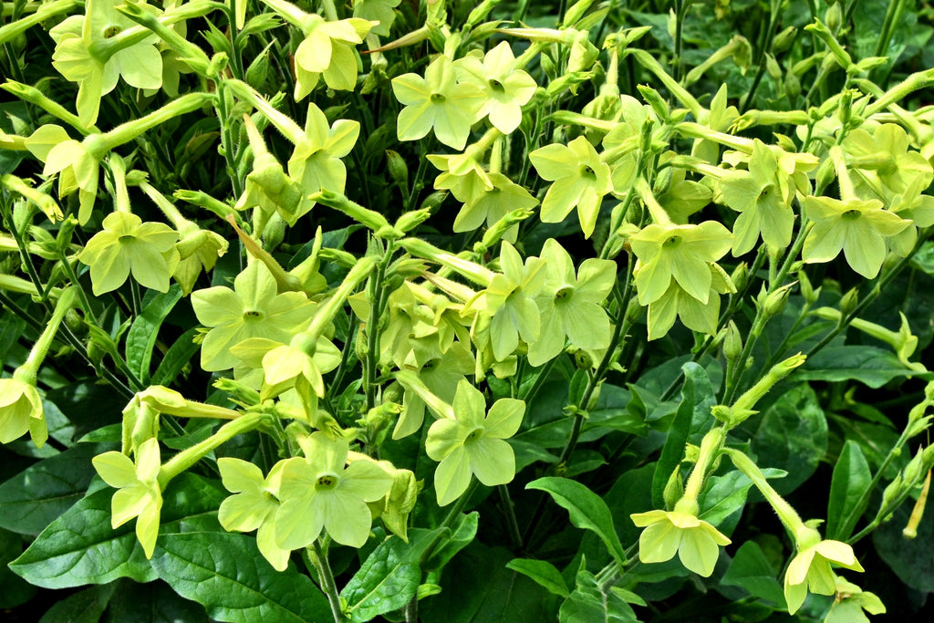 100 LIME GREEN NICOTIANA Alata Flowering Tobacco Seeds