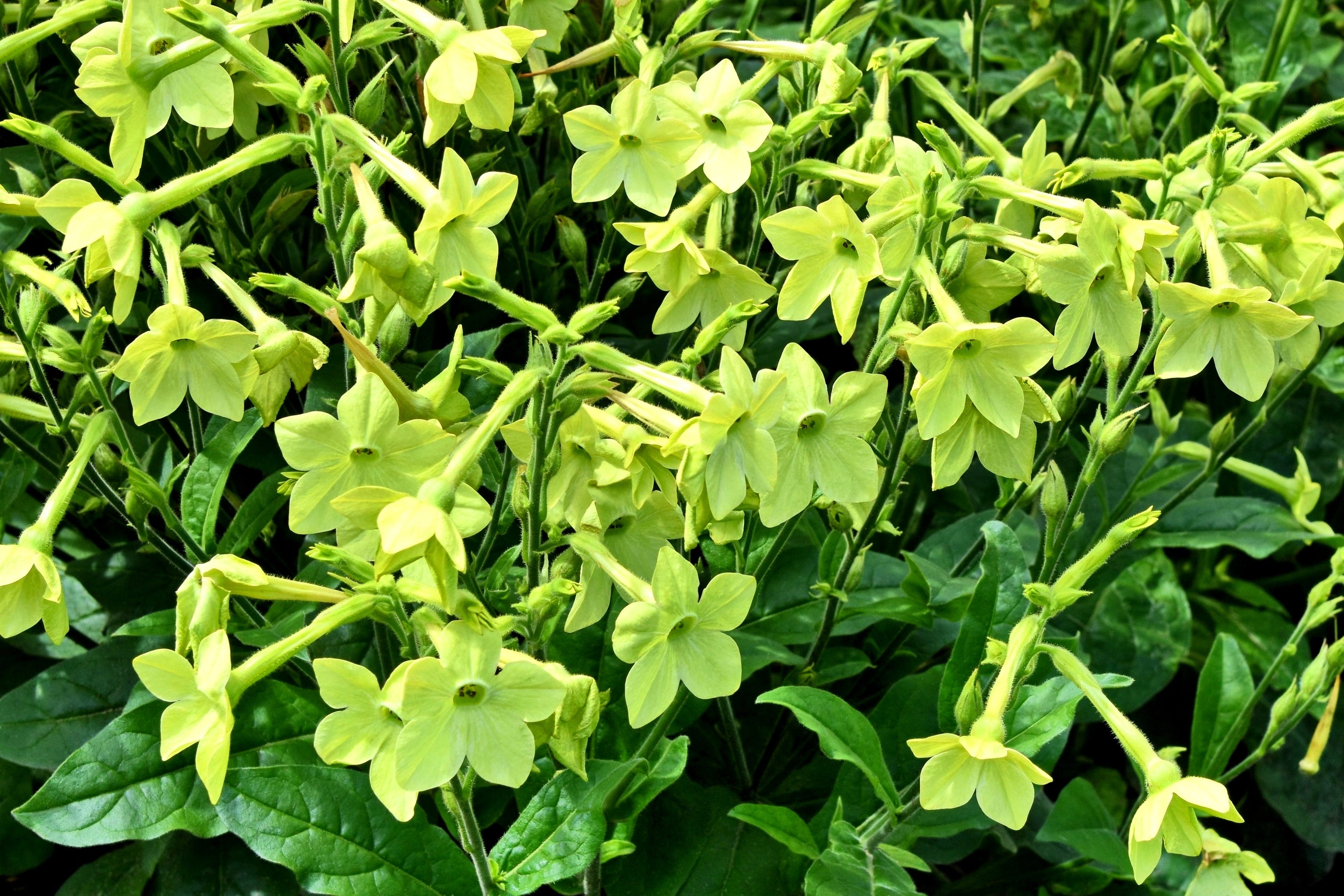 100 LIME GREEN NICOTIANA Alata Flowering Tobacco Seeds