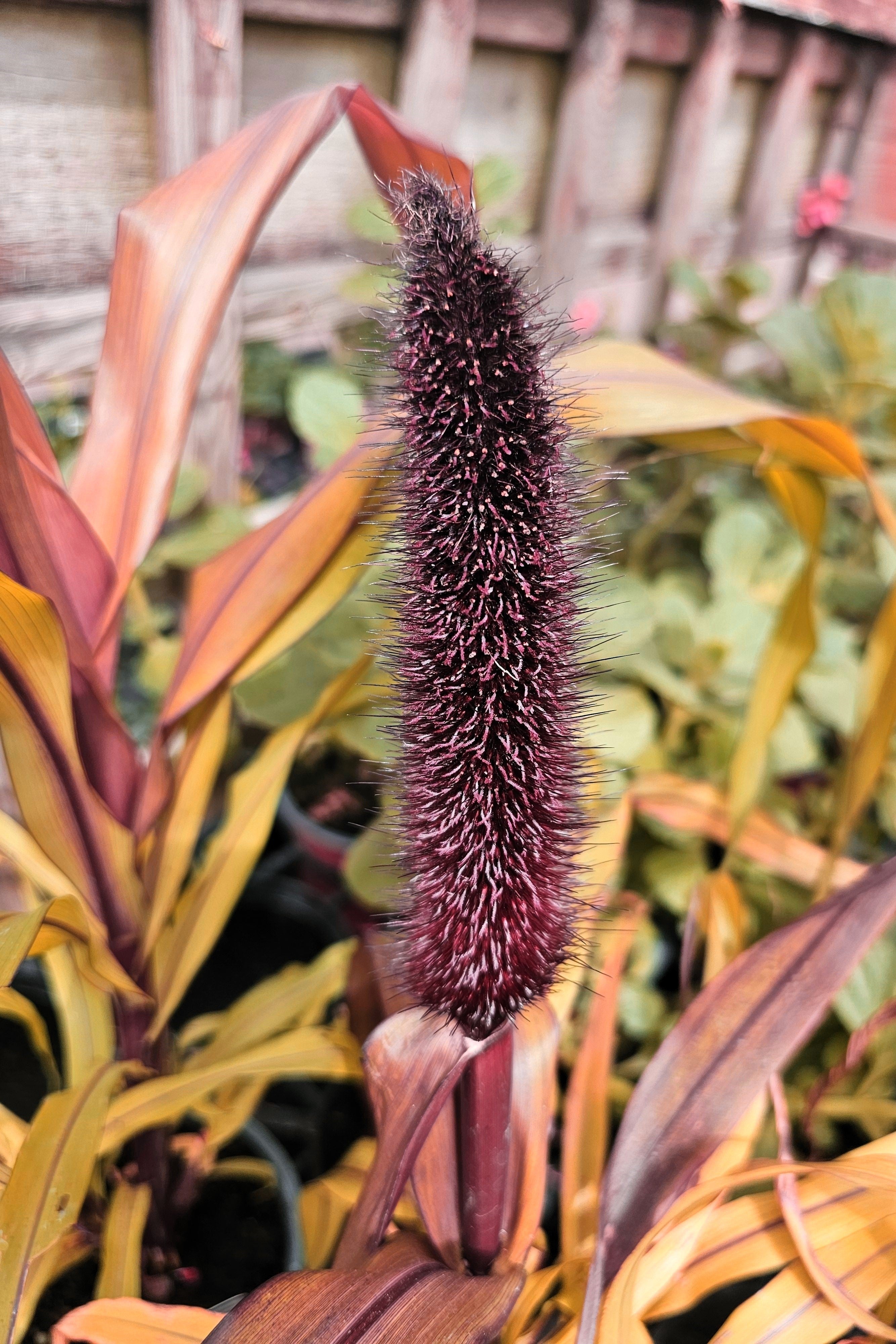 25 RED JEWEL MILLET Setaria Italica Ornamental Grass Flower Seeds