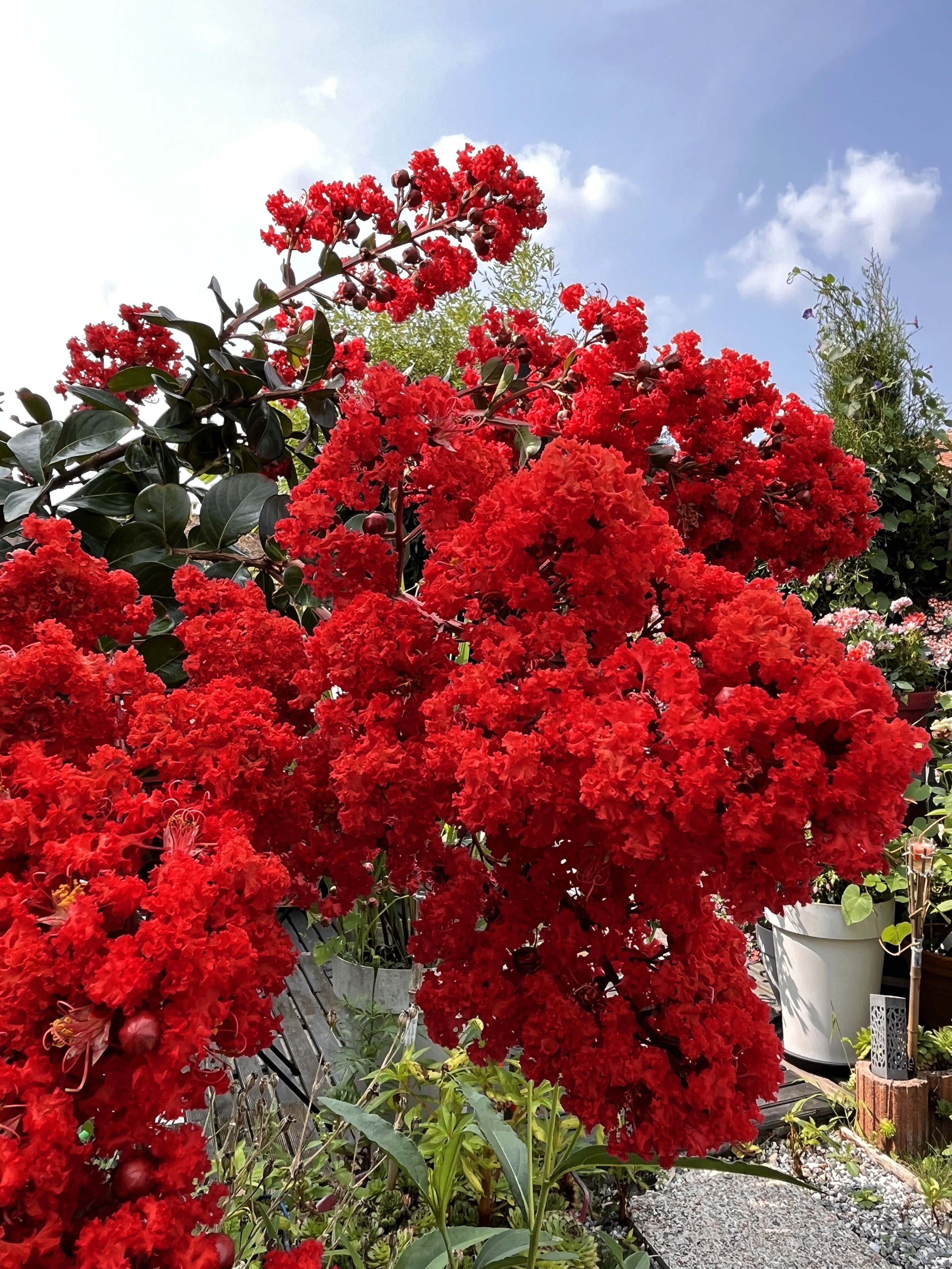 50 MIXED CREPE MYRTLE Lagerstroemia Indica Tree Shrub Crape  6 Color Mix - Red, Purple, Light Pink, Dark Pink, White, & Lilac Flower Seeds