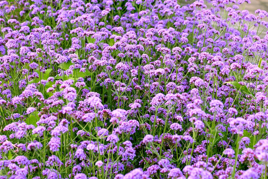 150 BUENOS AIRES VERBENA Brazilian Purple Bonariensis Patagonica Flower Seeds