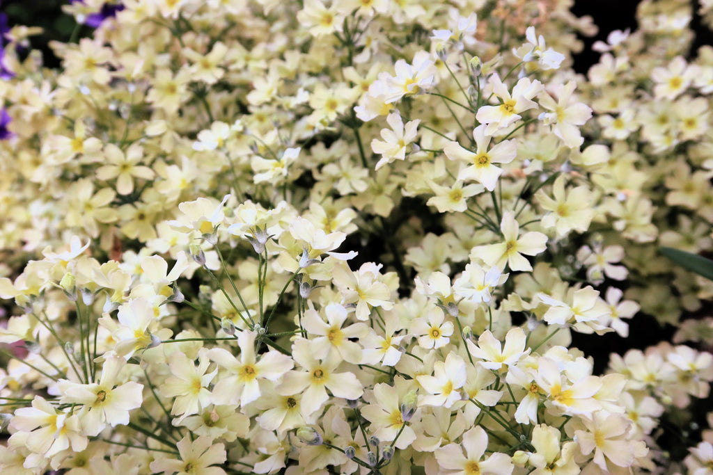1000 White BABY'S BREATH 'Covent Garden' Gypsophila Elegans Flower Seeds