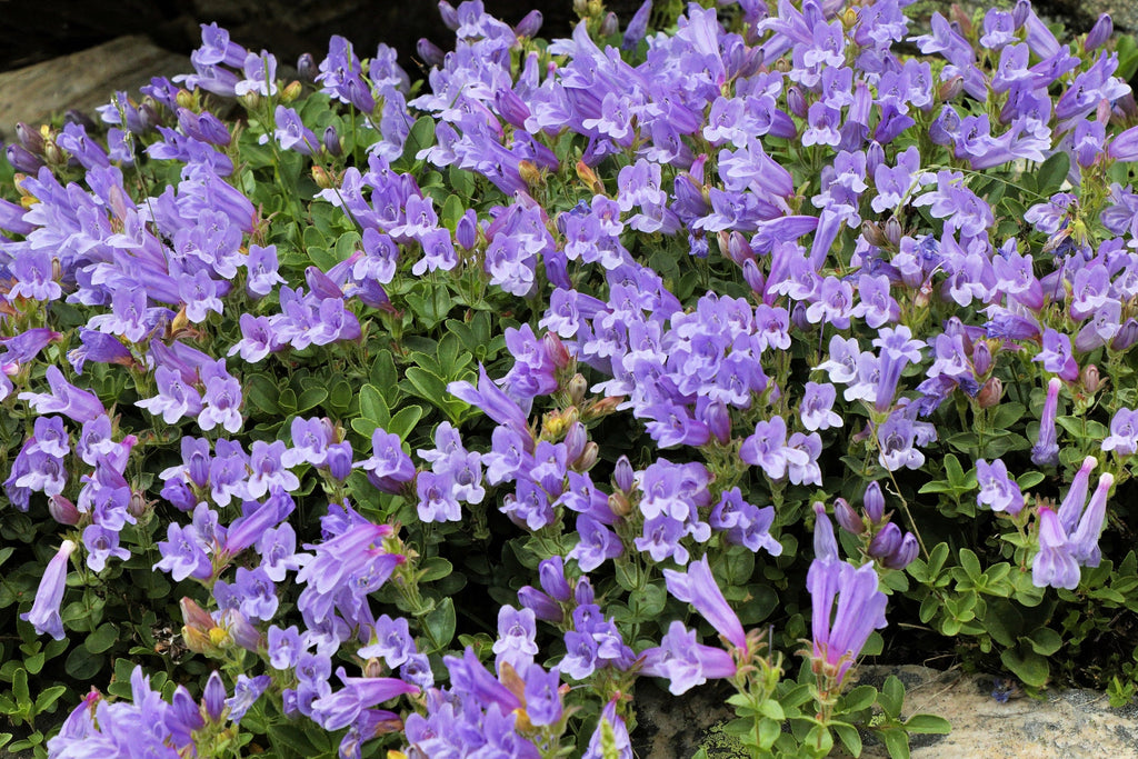 50 ALPINE PENSTEMON Davidsonii Davidson's Beardtongue Purple Flower Seeds