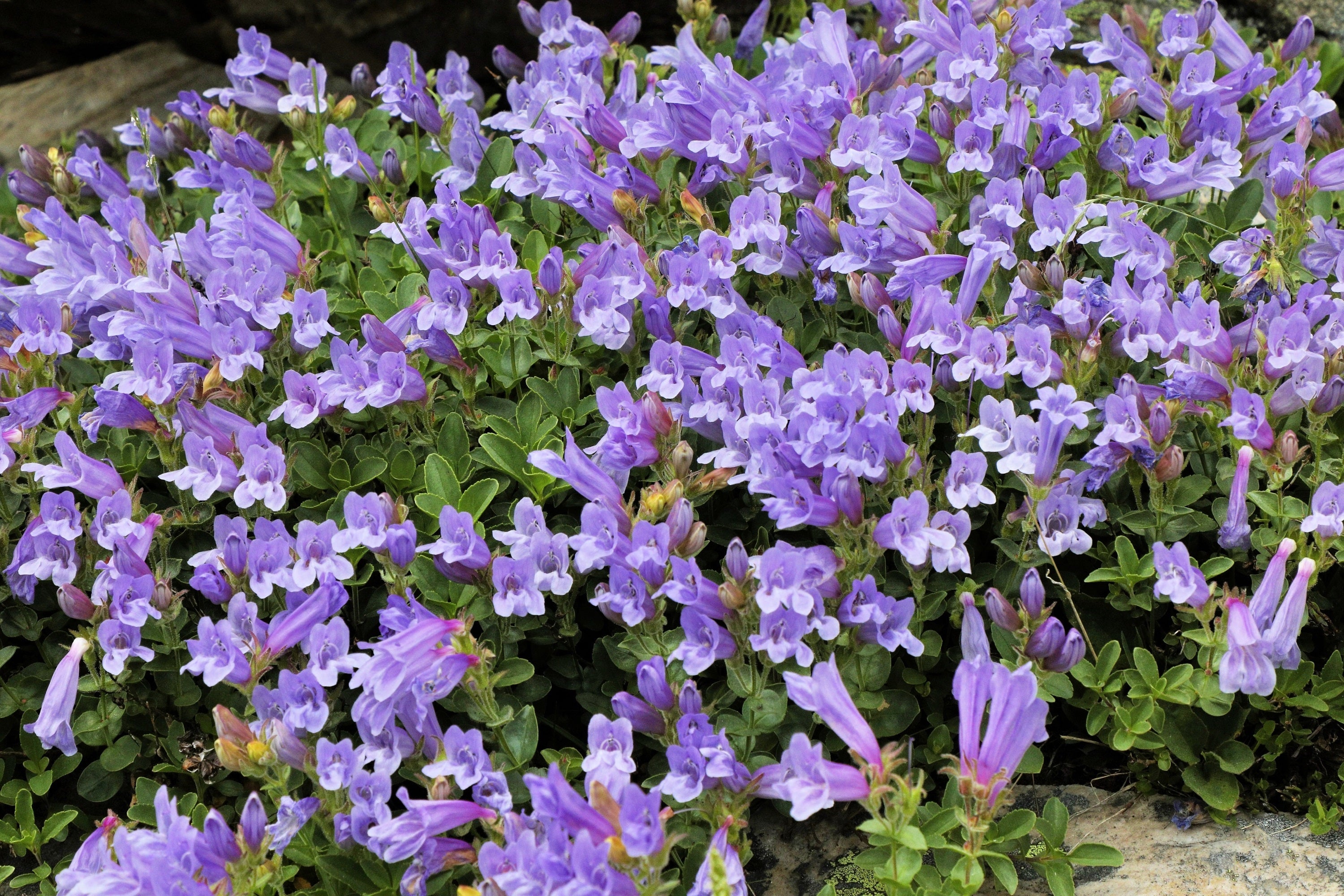 50 ALPINE PENSTEMON Davidsonii Davidson's Beardtongue Purple Flower Seeds