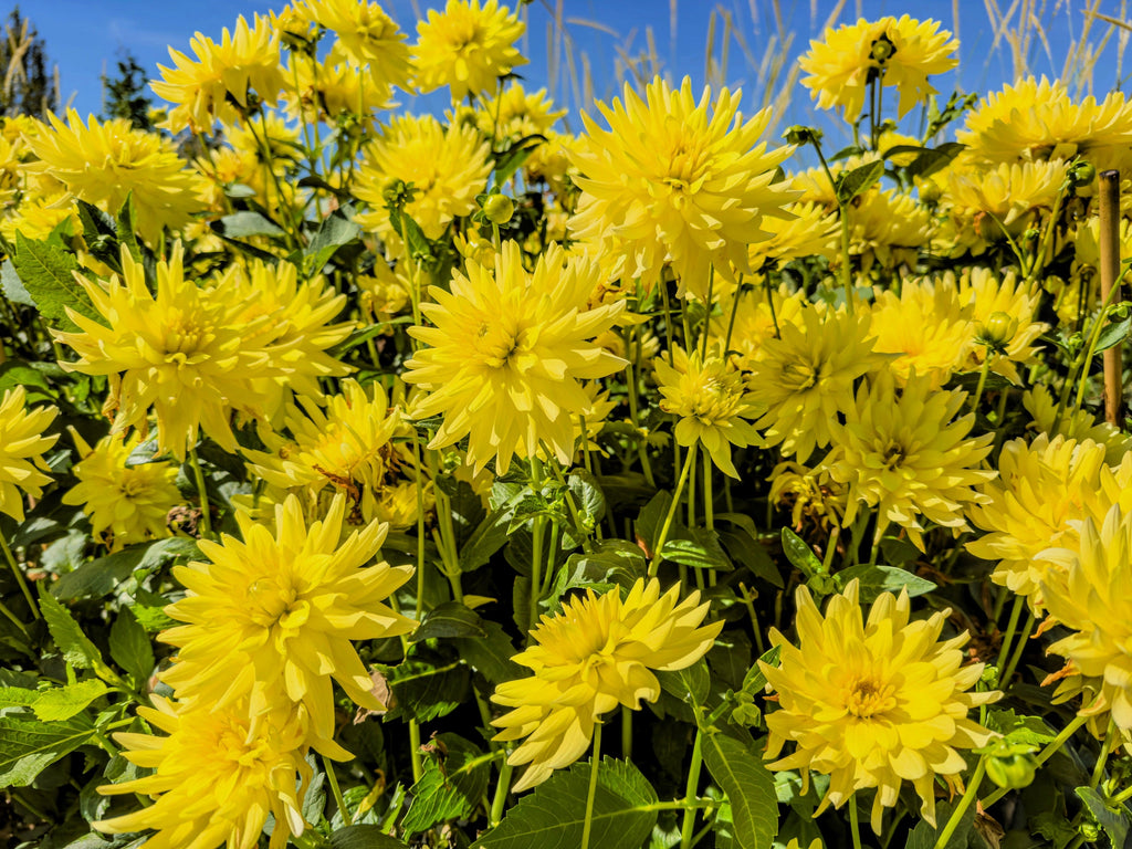 25 CACTUS DOUBLE DAHLIA Mix Variabilis Mixed Colors Hummingbird Flower Seeds