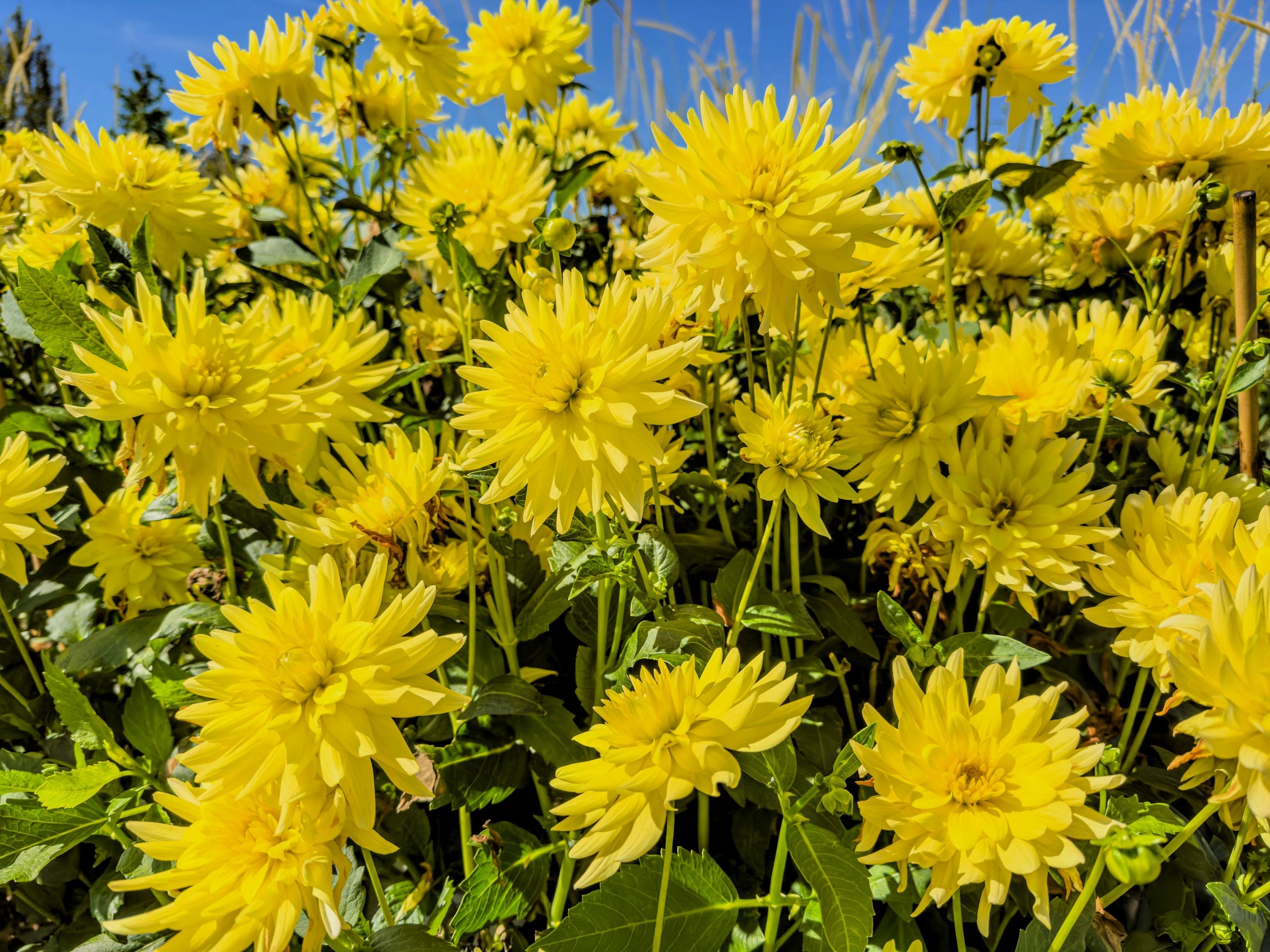 25 CACTUS DOUBLE DAHLIA Mix Variabilis Mixed Colors Hummingbird Flower Seeds