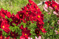 300 RED COSMOS DAZZLER Cosmos Bipinnatus Flower Seeds