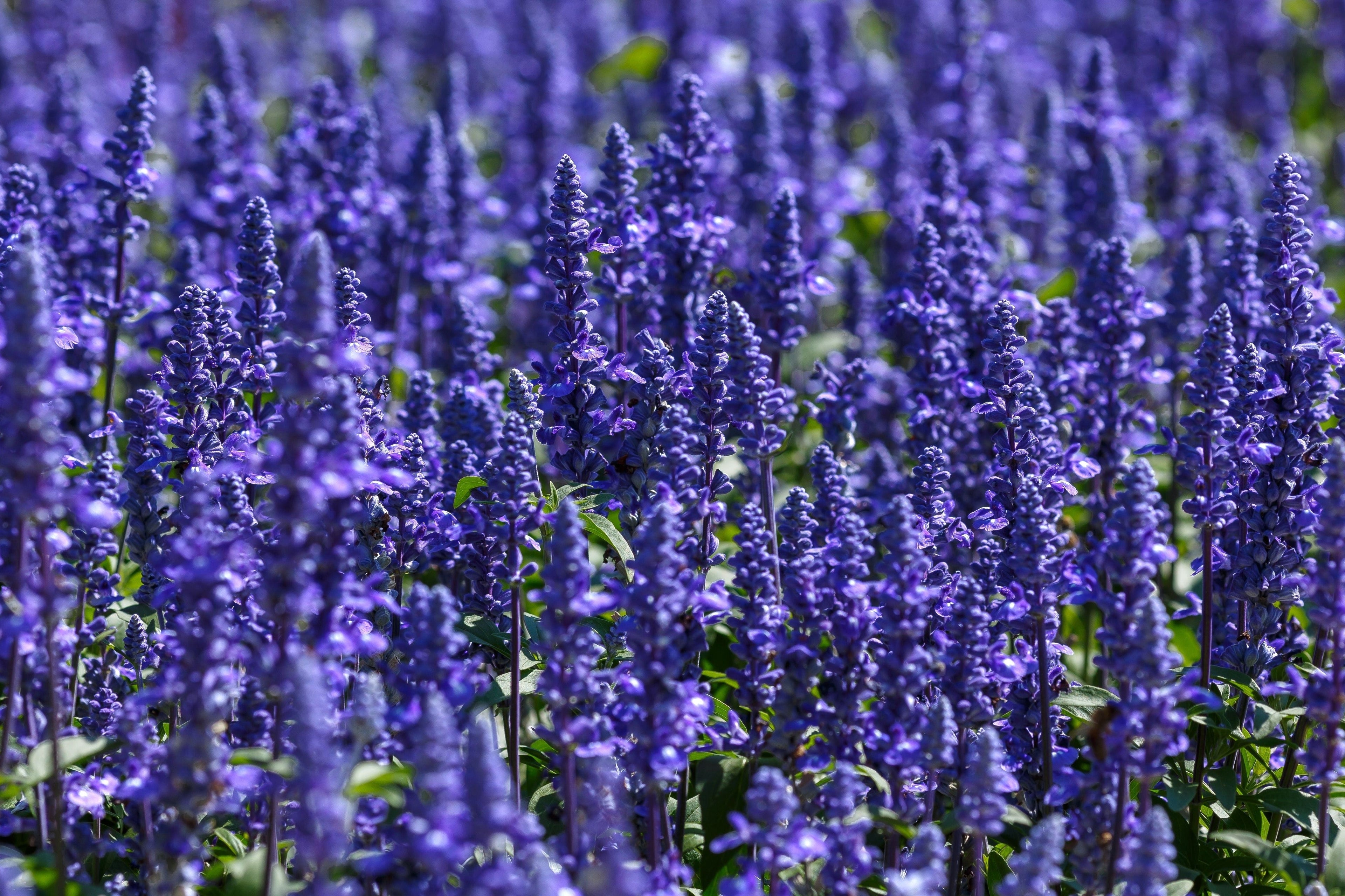 500 BLUE BEDDER SAGE Salvia Farinacea Flower Seeds