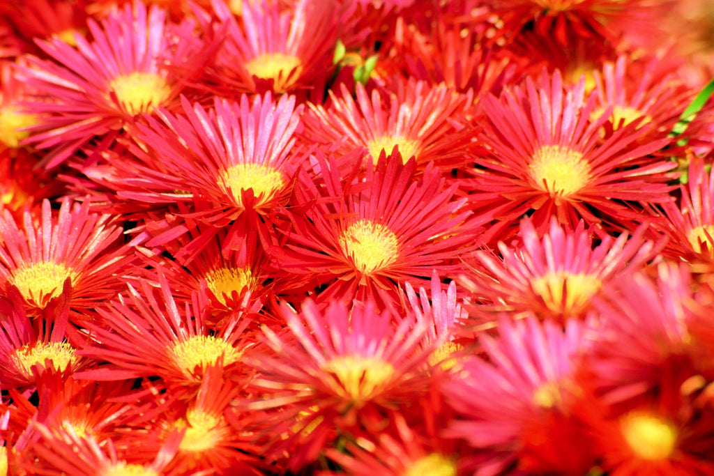 200 MIXED Colors ICE PLANT ( Mesembryanthemum Daisy / Livingstone Daisy ) Dorotheanthus Bellidiformis Flower Seeds