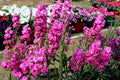 50 Rose PINK STOCK Matthiola Incana Ten-Week Gillyflower Seeds