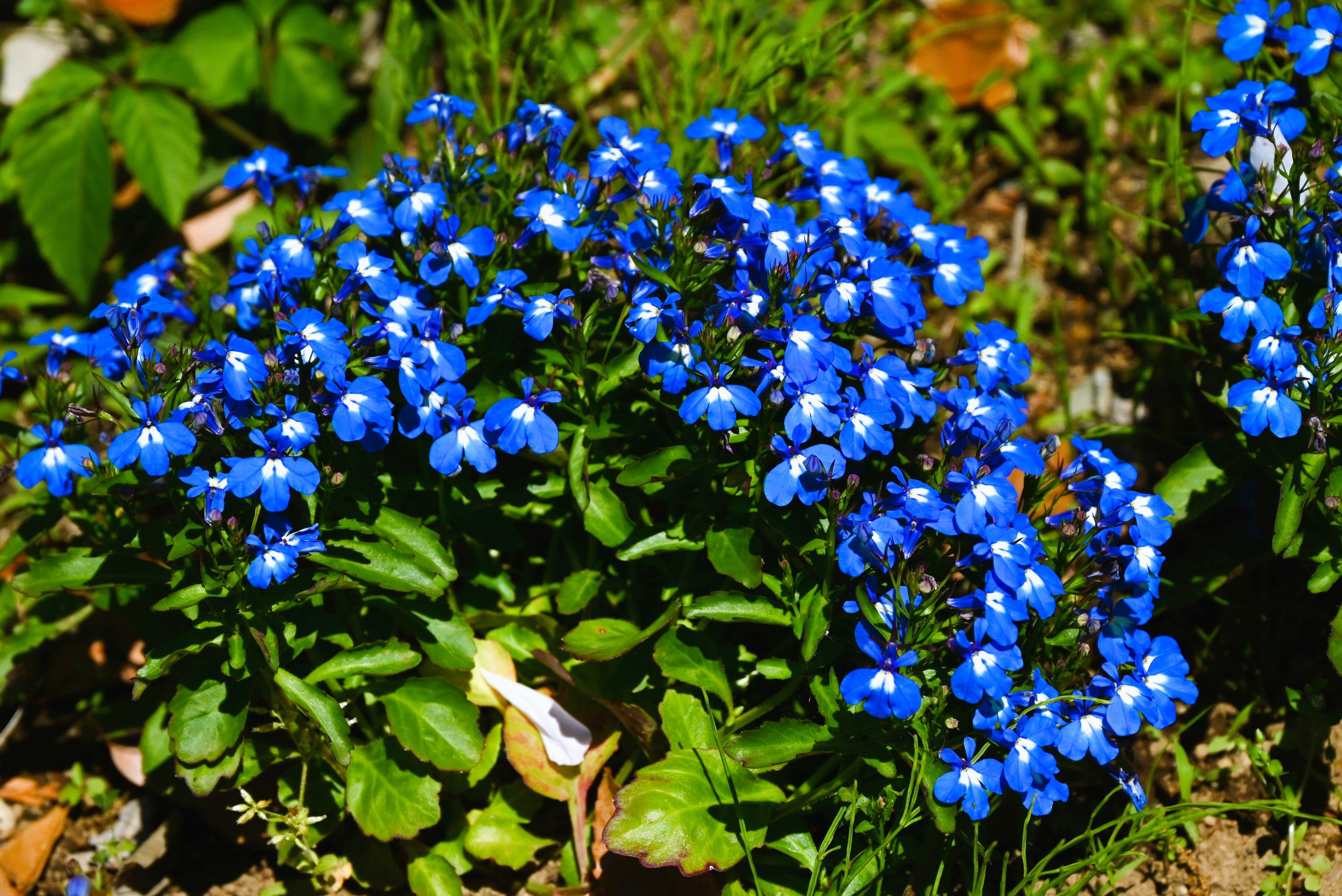 200 Electric Blue & White HALF MOON LOBELIA Erinus Flower Seeds