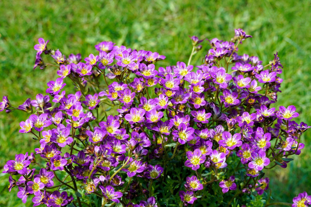 50 PURPLE ROBE SAXIFRAGA Arendsii Moss Rockfoil Evergreen Flower Seeds