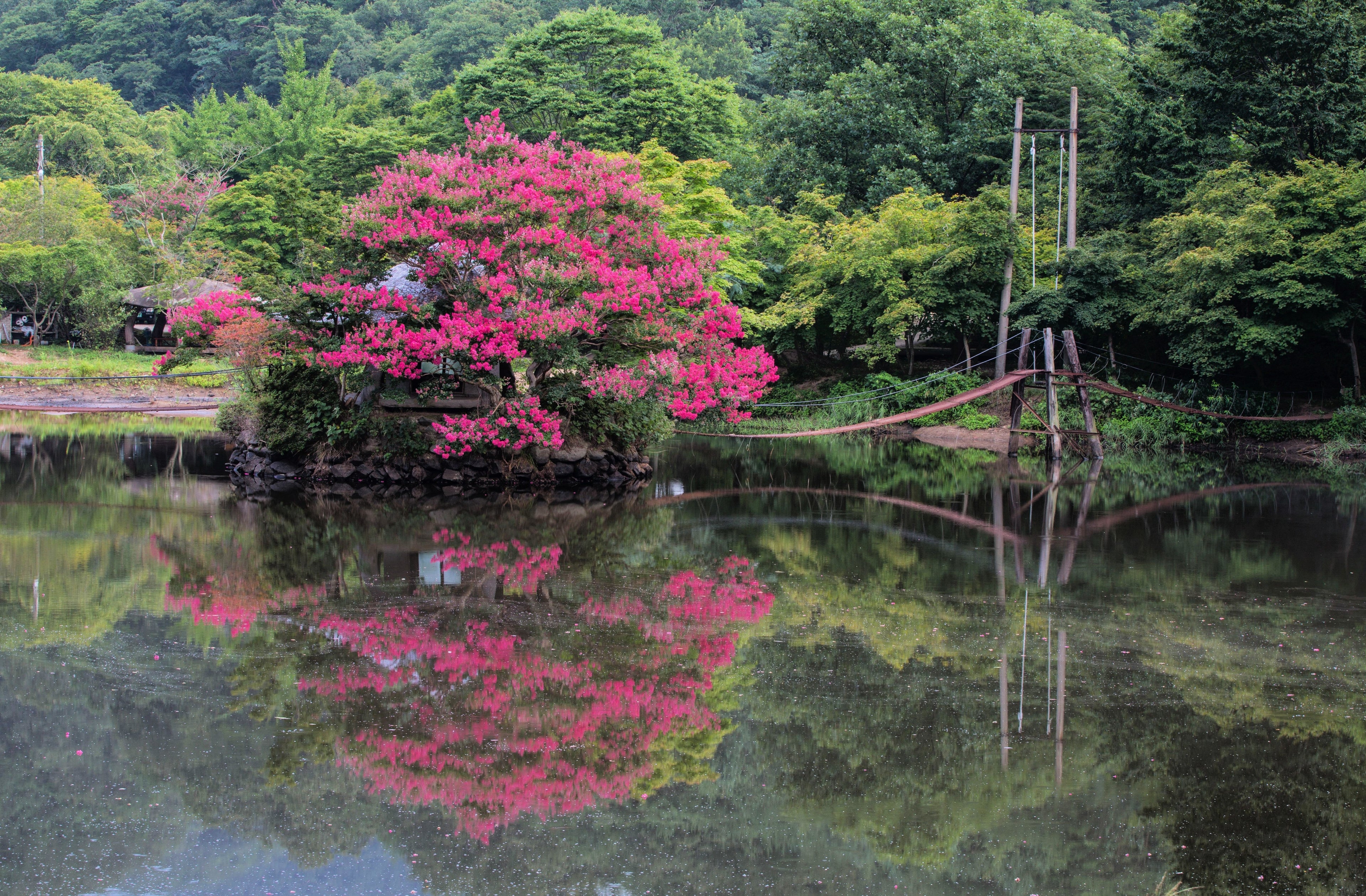 35 Dark PINK CREPE MYRTLE Lagerstroemia Indica Flowering Shrub Bush Small Tree Seeds