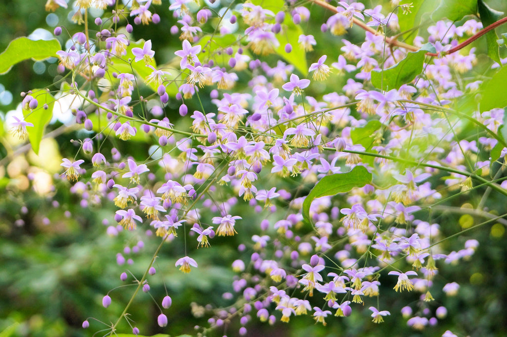 5 CHINESE MEADOW RUE Pink Yunnan Thalictrum Dipterocarpum Delavayi Flower Seeds