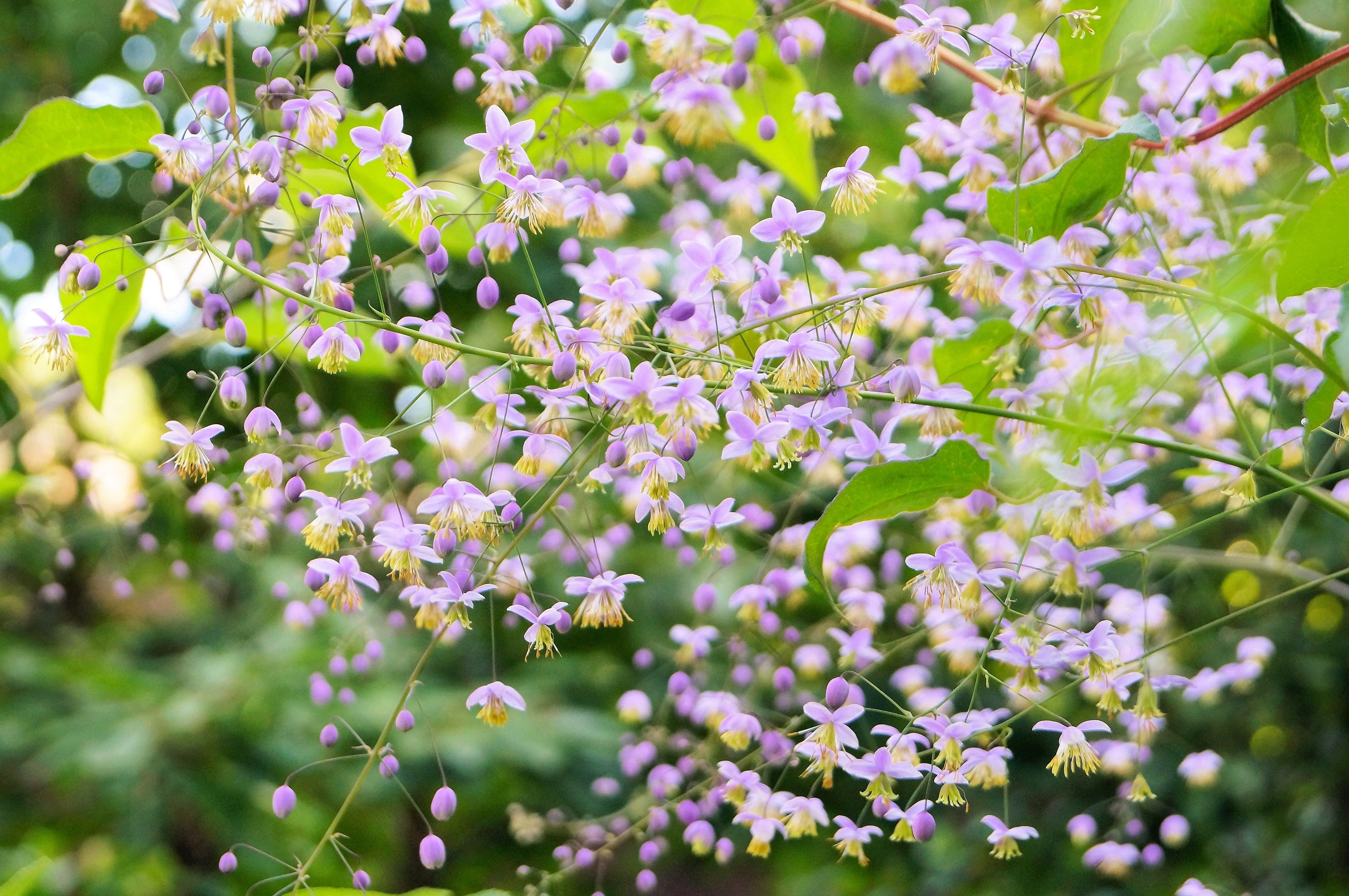 5 CHINESE MEADOW RUE Pink Yunnan Thalictrum Dipterocarpum Delavayi Flower Seeds