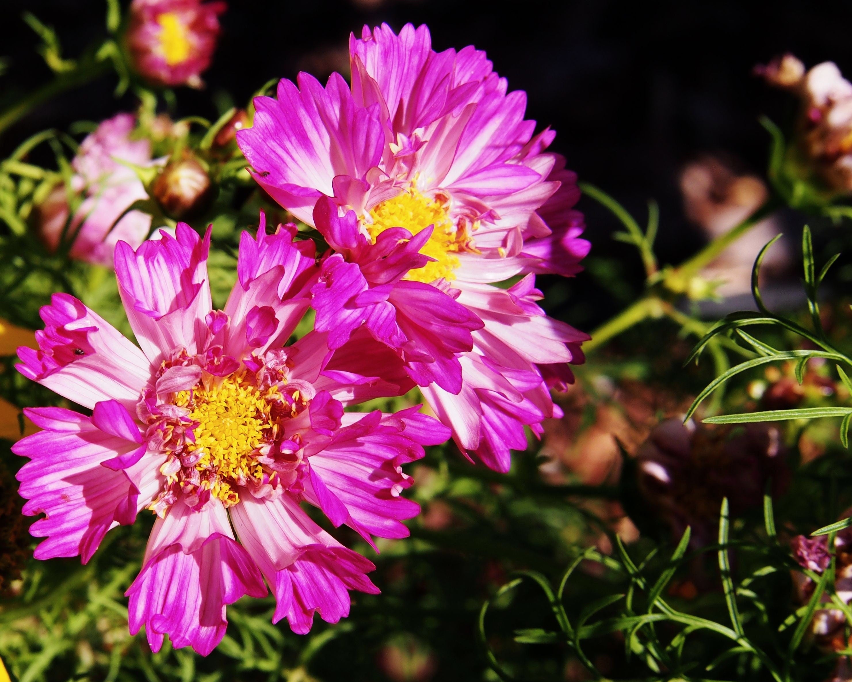 200 COSMOS SEA SHELLS Cosmos Bipinnatus Seashells Flower Seeds