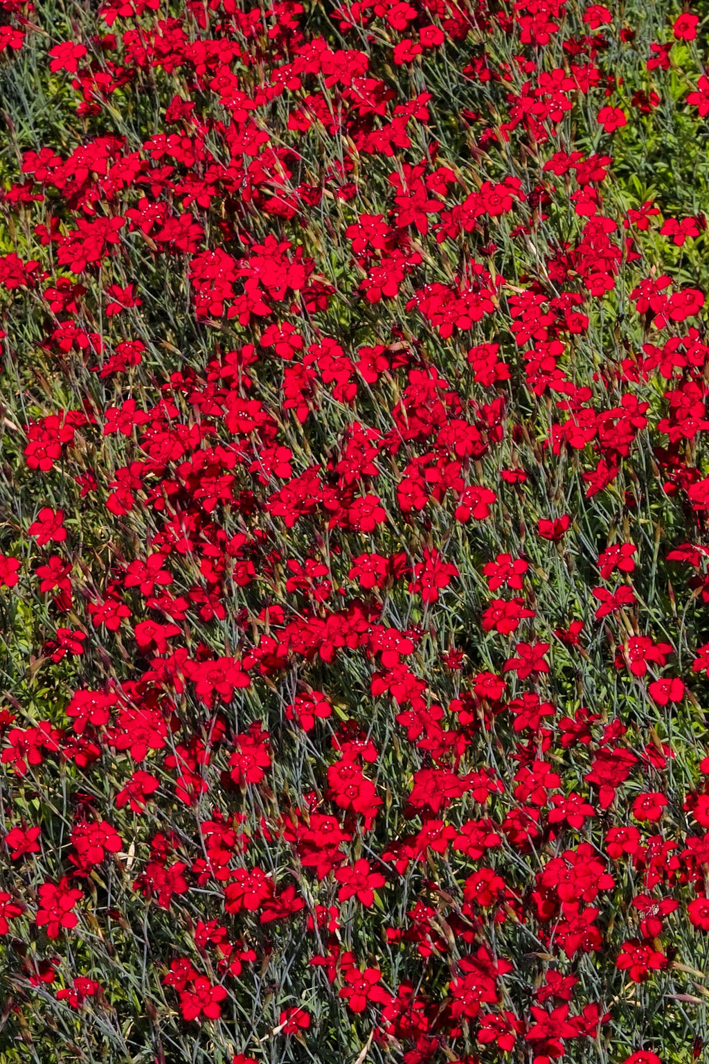 100 RED CARDINAL DIANTHUS Deltoides Flower Seeds