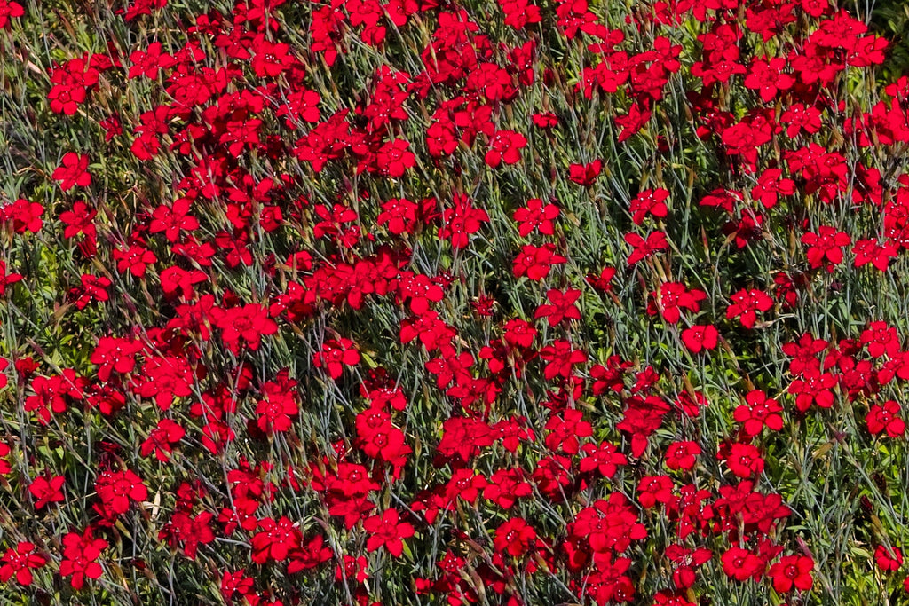 100 RED CARDINAL DIANTHUS Deltoides Flower Seeds