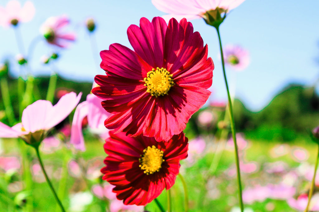 300 RED COSMOS DAZZLER Cosmos Bipinnatus Flower Seeds