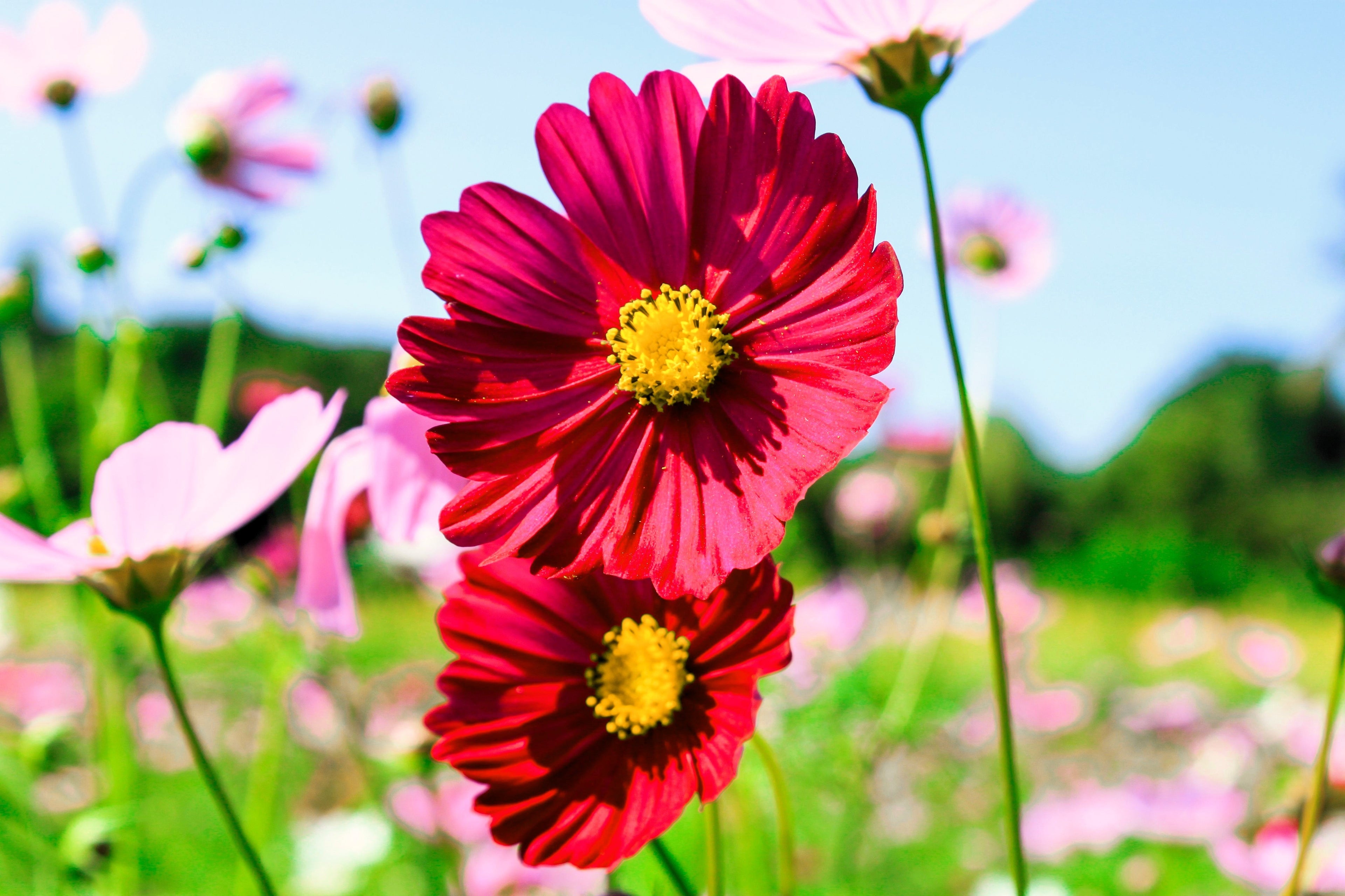 300 RED COSMOS DAZZLER Cosmos Bipinnatus Flower Seeds