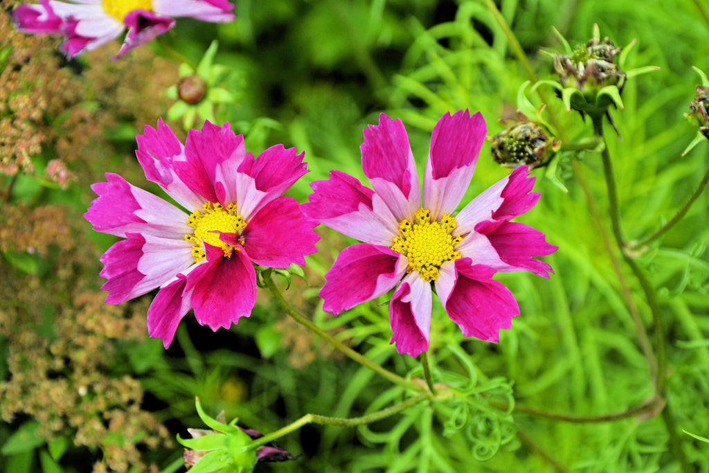 200 COSMOS SEA SHELLS Cosmos Bipinnatus Seashells Flower Seeds