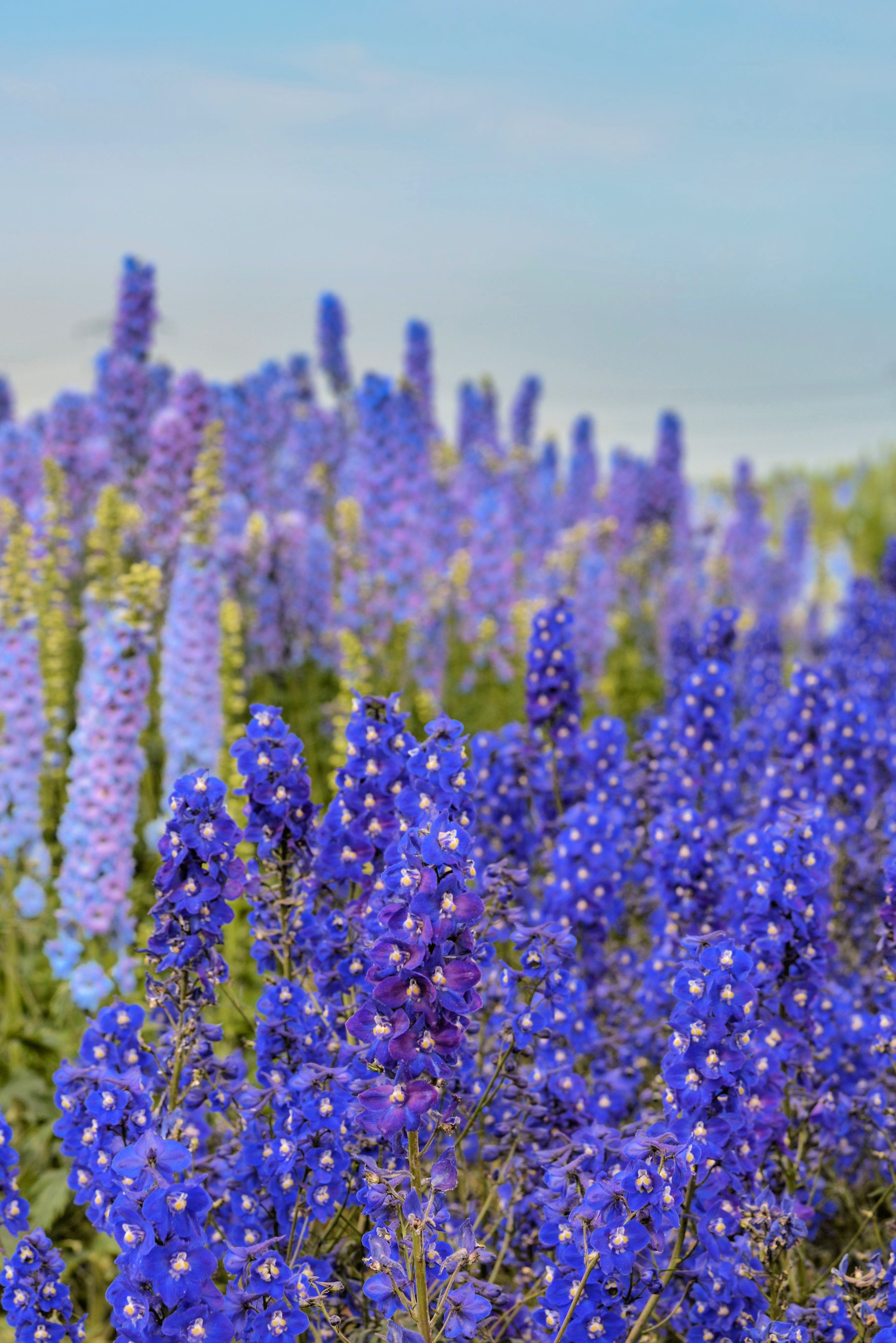 100 BLUE SPIRE LARKSPUR Delphinium Consolida Ambigua Ajacis Flower Seeds