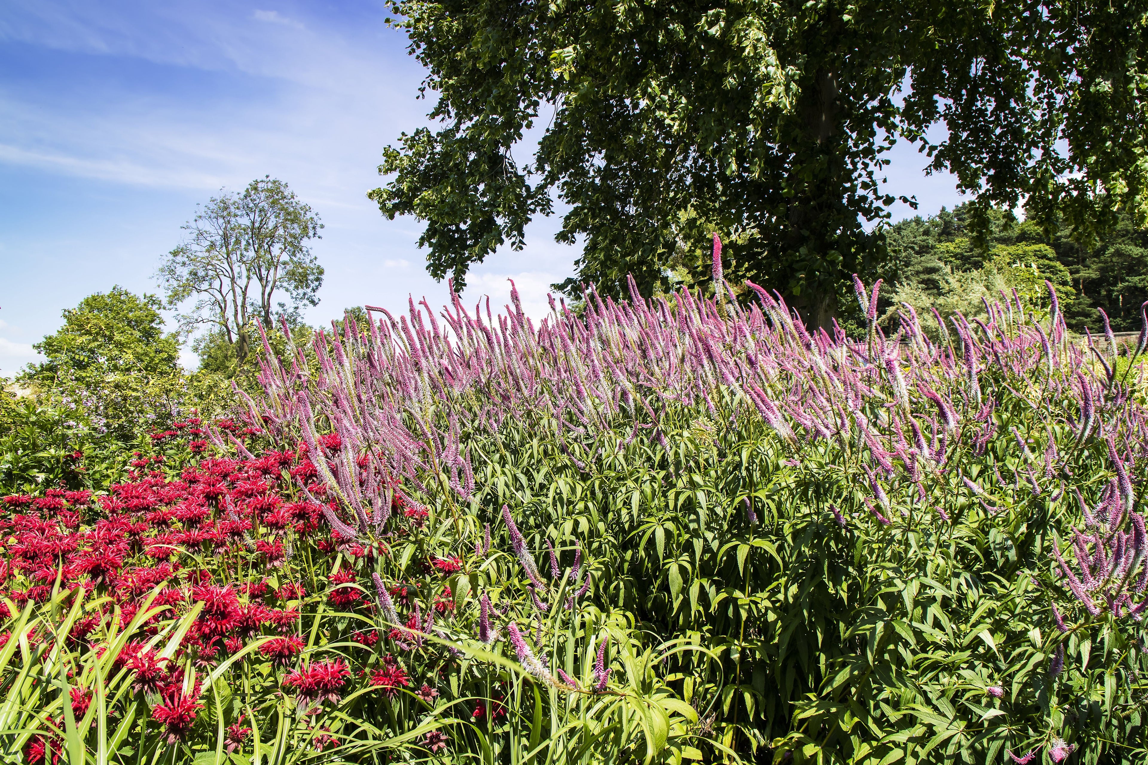 50 Pink VERONICA Longifolia / SPIKE SPEEDWELL Flower Seeds