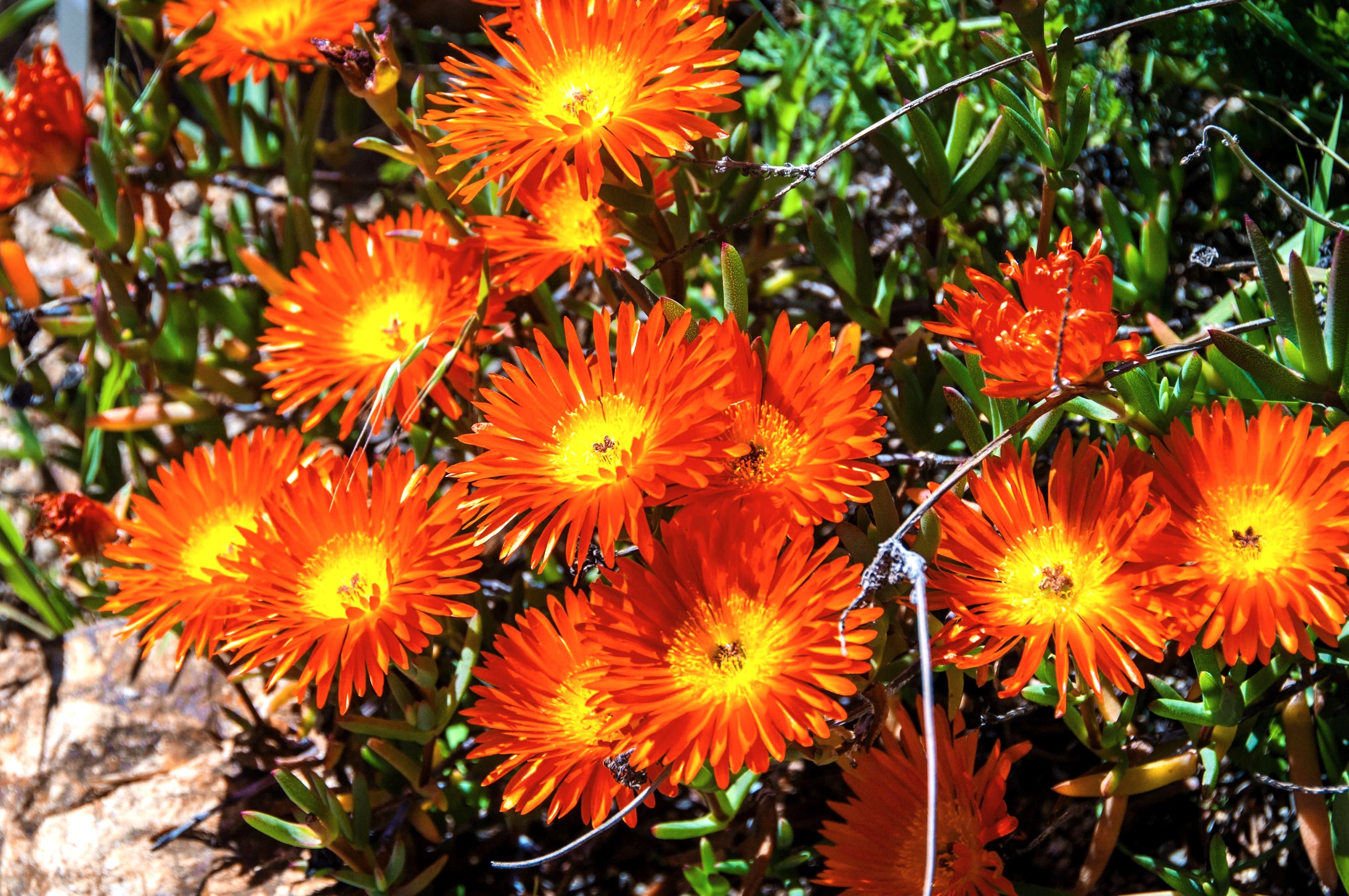 200 MIXED Colors ICE PLANT ( Mesembryanthemum Daisy / Livingstone Daisy ) Dorotheanthus Bellidiformis Flower Seeds