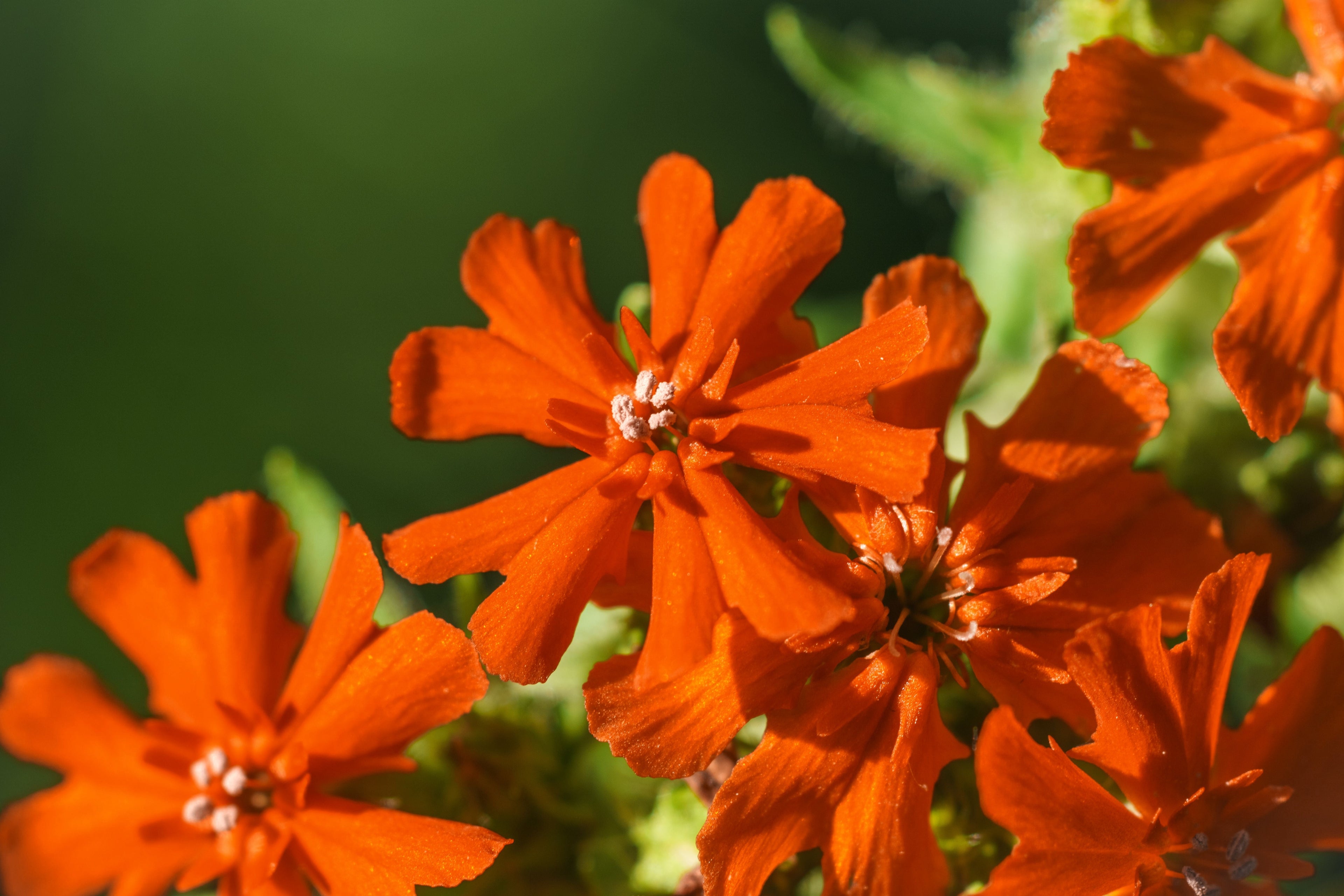 300 MALTESE CROSS Jerusalem Cross Lychnis Chalcedonica Campion Silene Flower Seeds