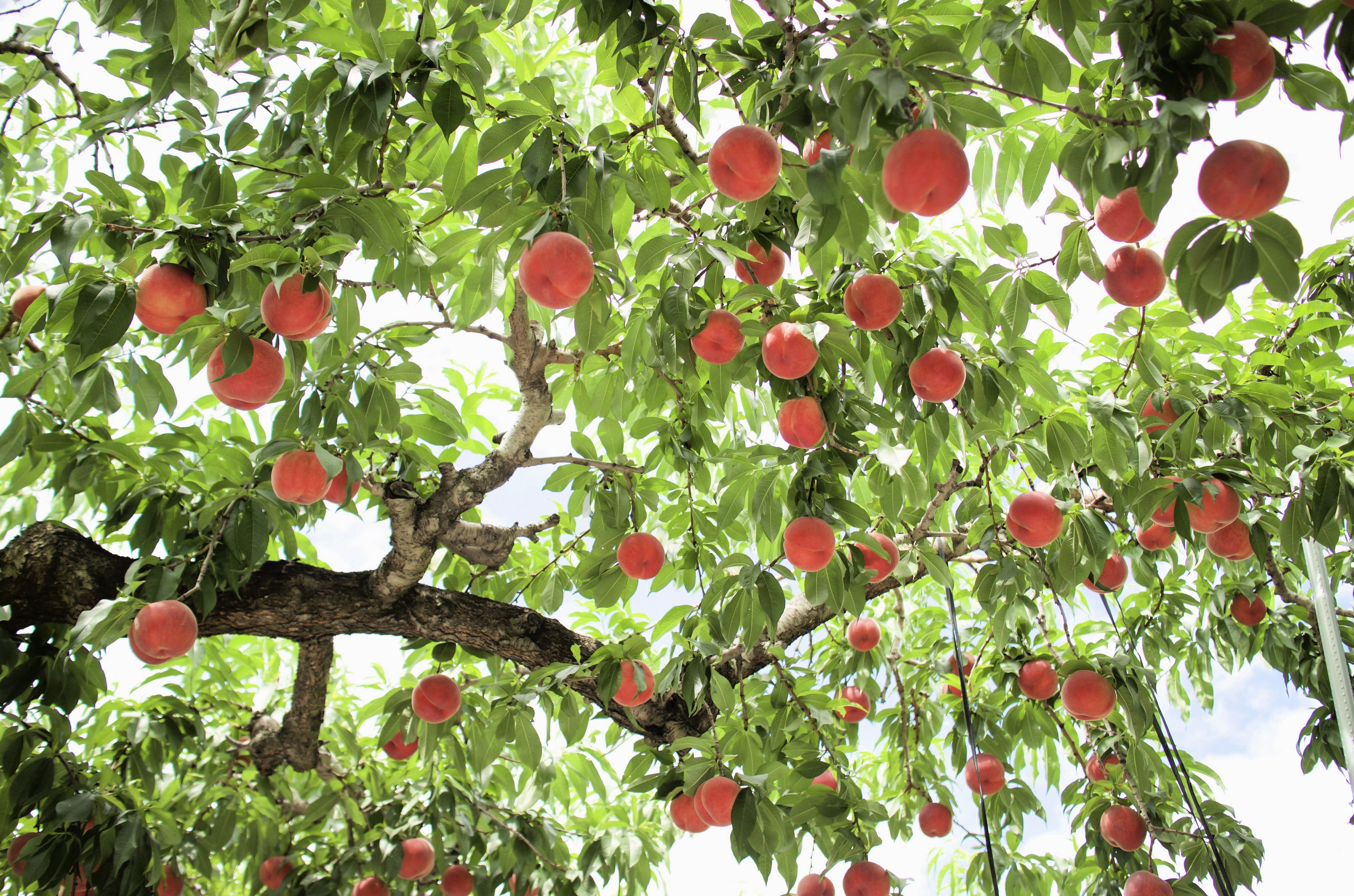 3 NEMAGUARD PEACH TREE Prunus Persica Fruit Pink Flower Seeds