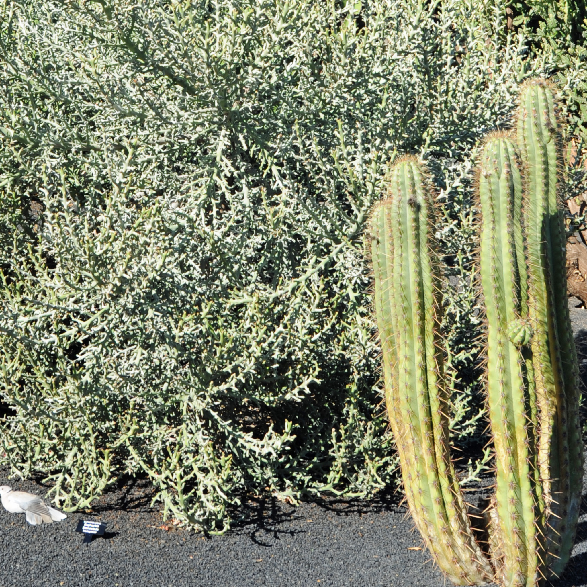 Silver Thicket African Succulent